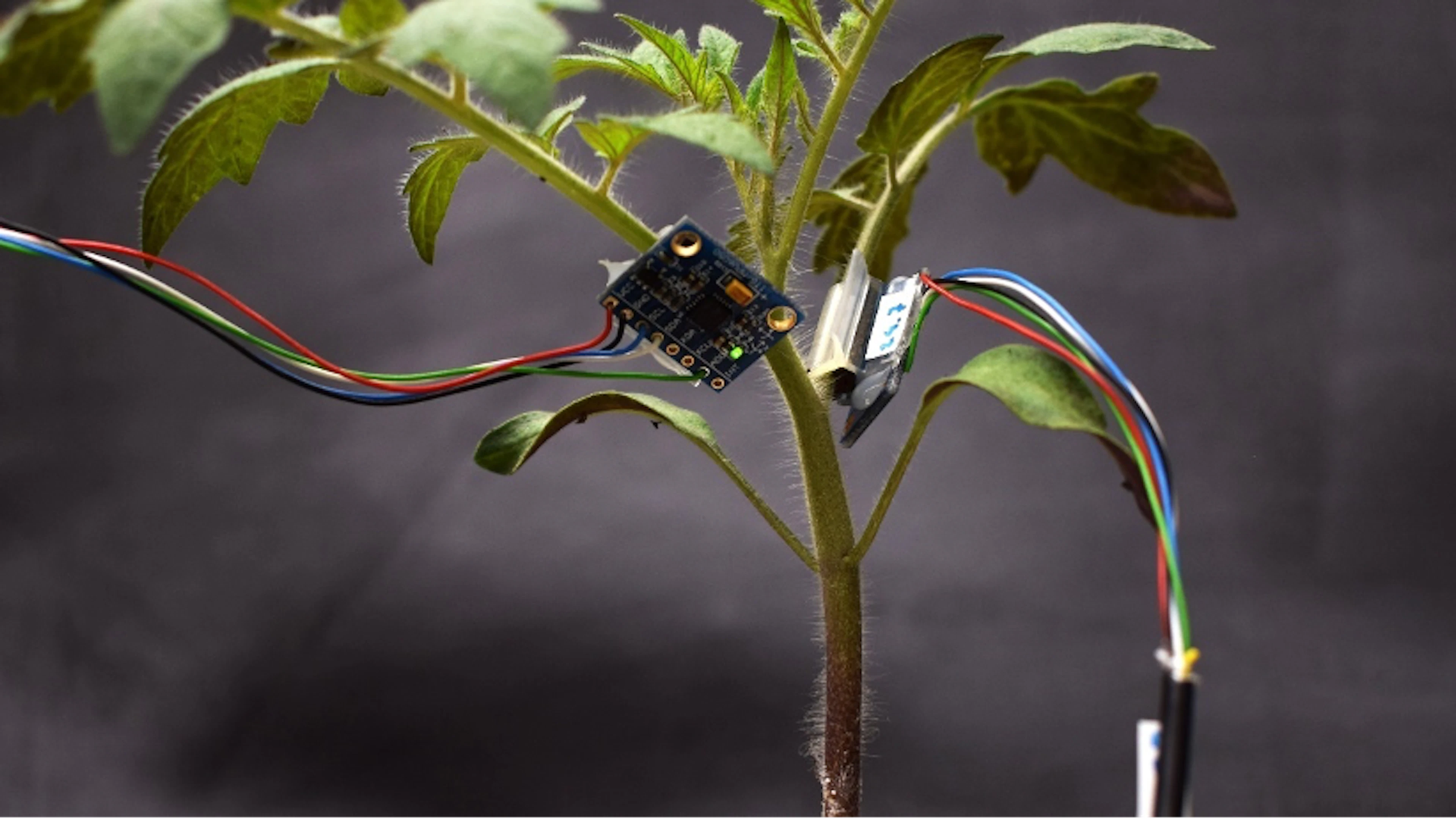 Een smartwatch voor planten