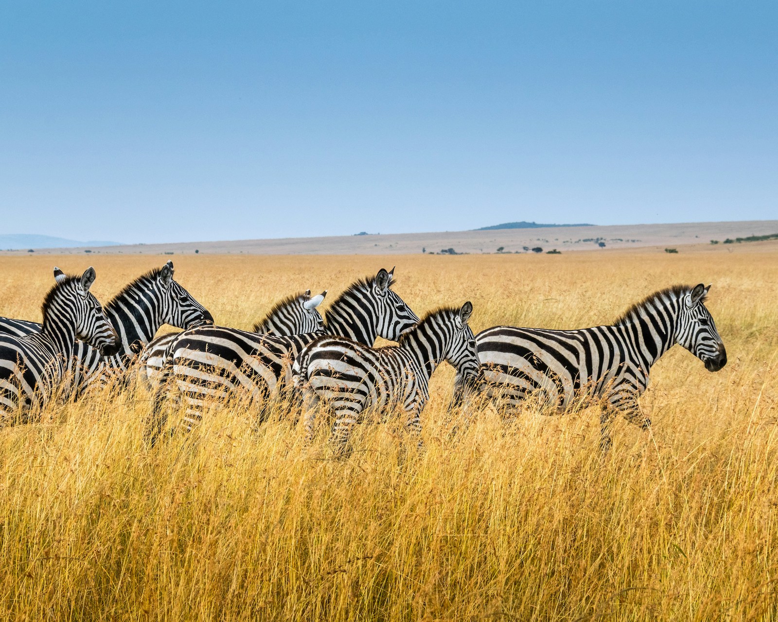 Is een zebra zwart met wit of wit met zwart?