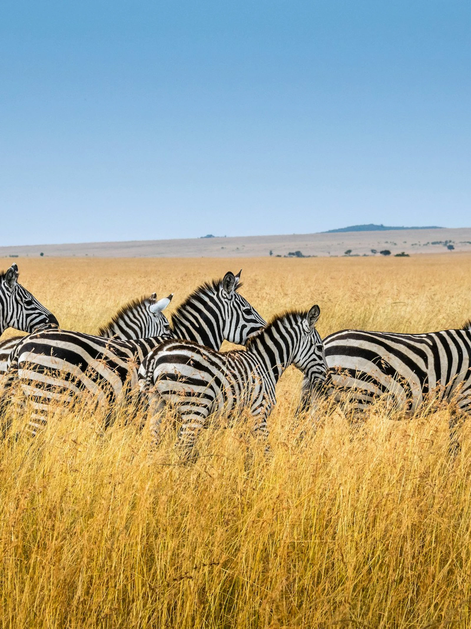 Is een zebra zwart met wit of wit met zwart?