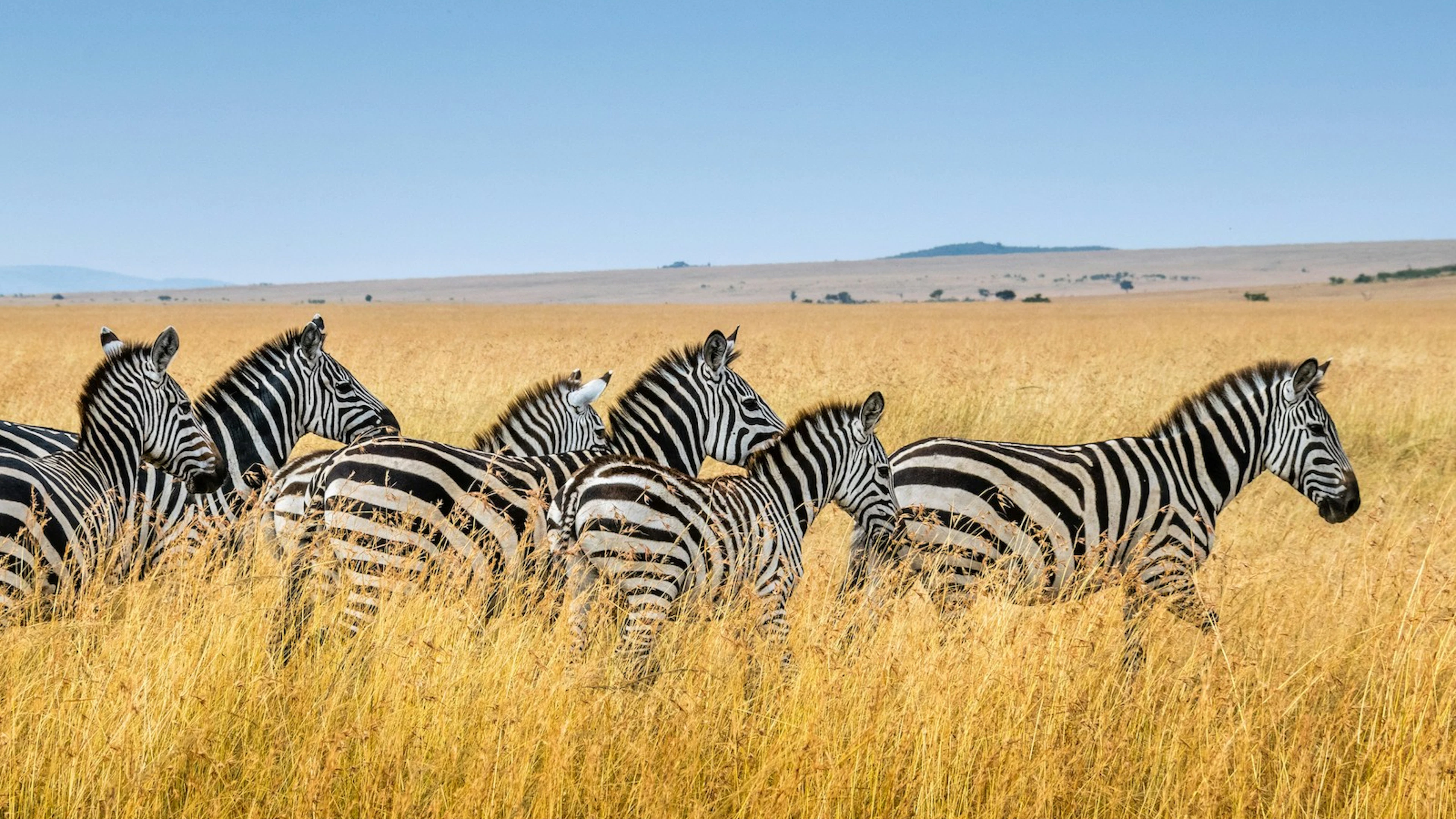 Is een zebra zwart met wit of wit met zwart?