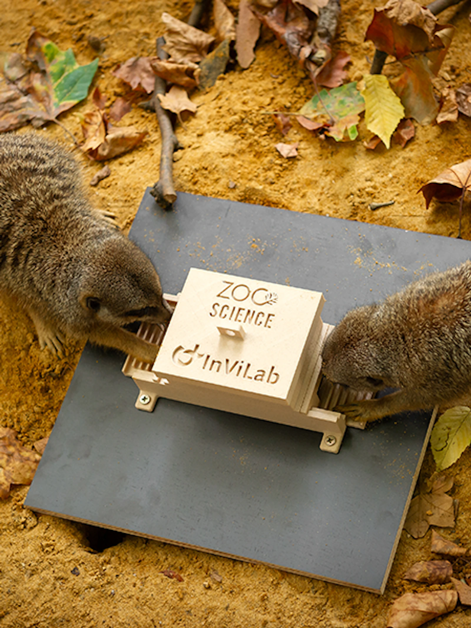 Stokstaartjes in ZOO Planckendael ZOO Antwerpen - Jonas Verhulst