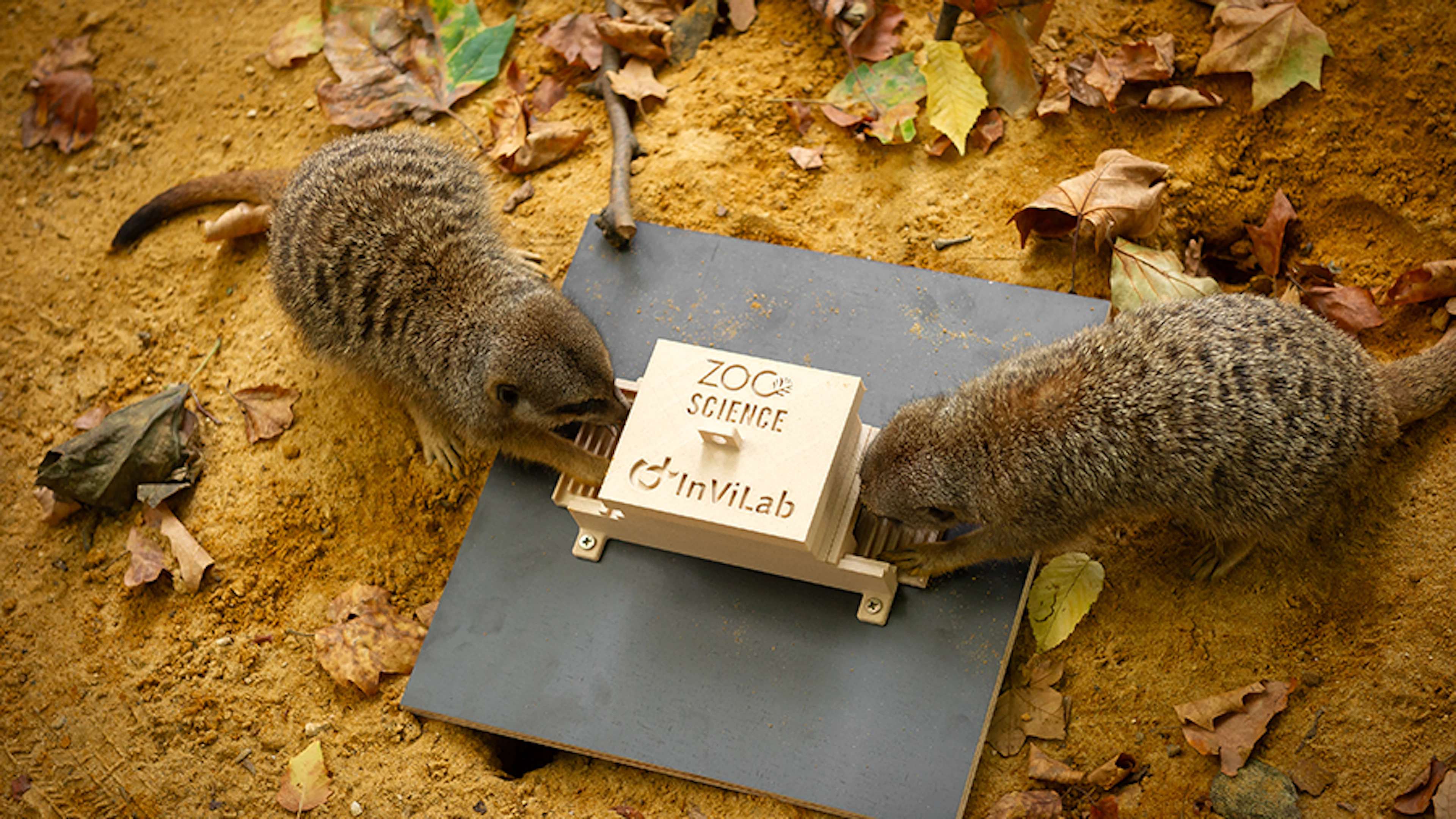 Stokstaartjes in ZOO Planckendael ZOO Antwerpen - Jonas Verhulst