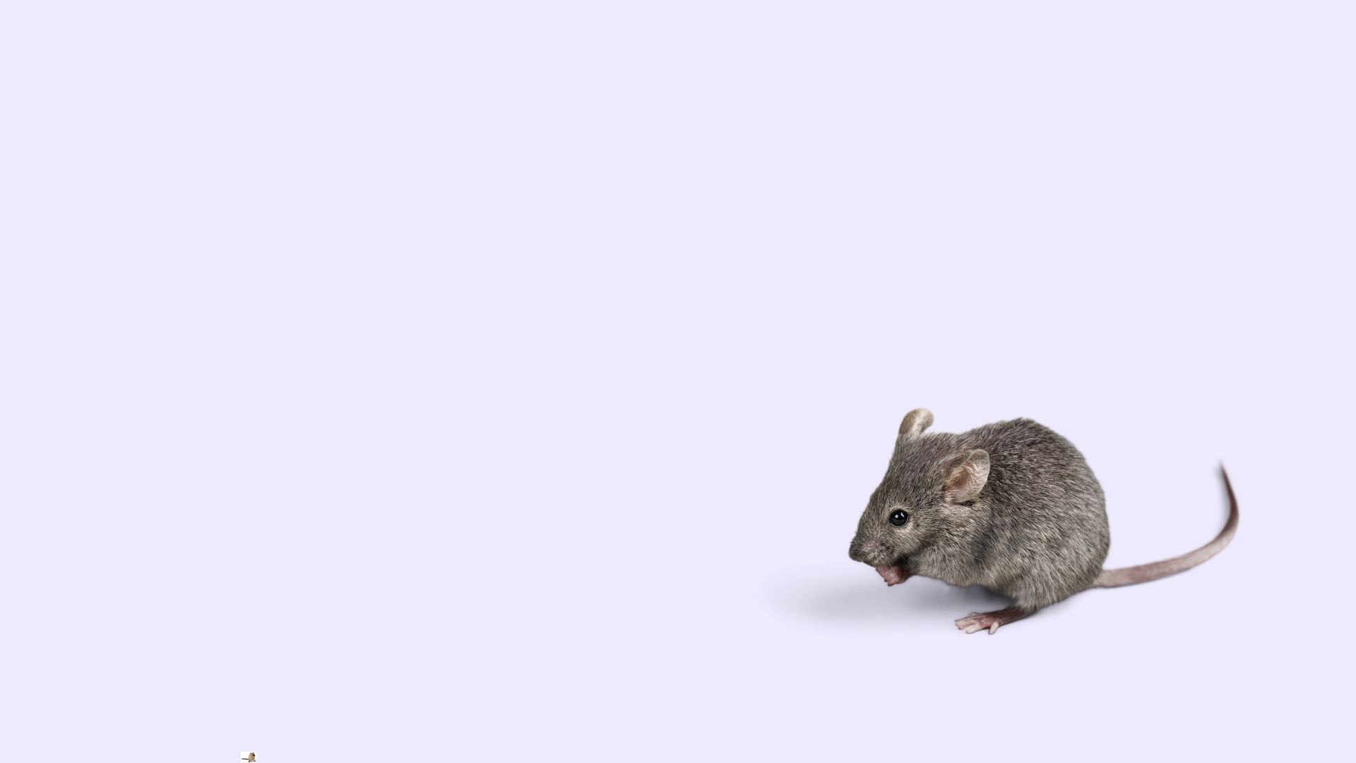 Een vrouwtje als afleidingsmanoeuvre