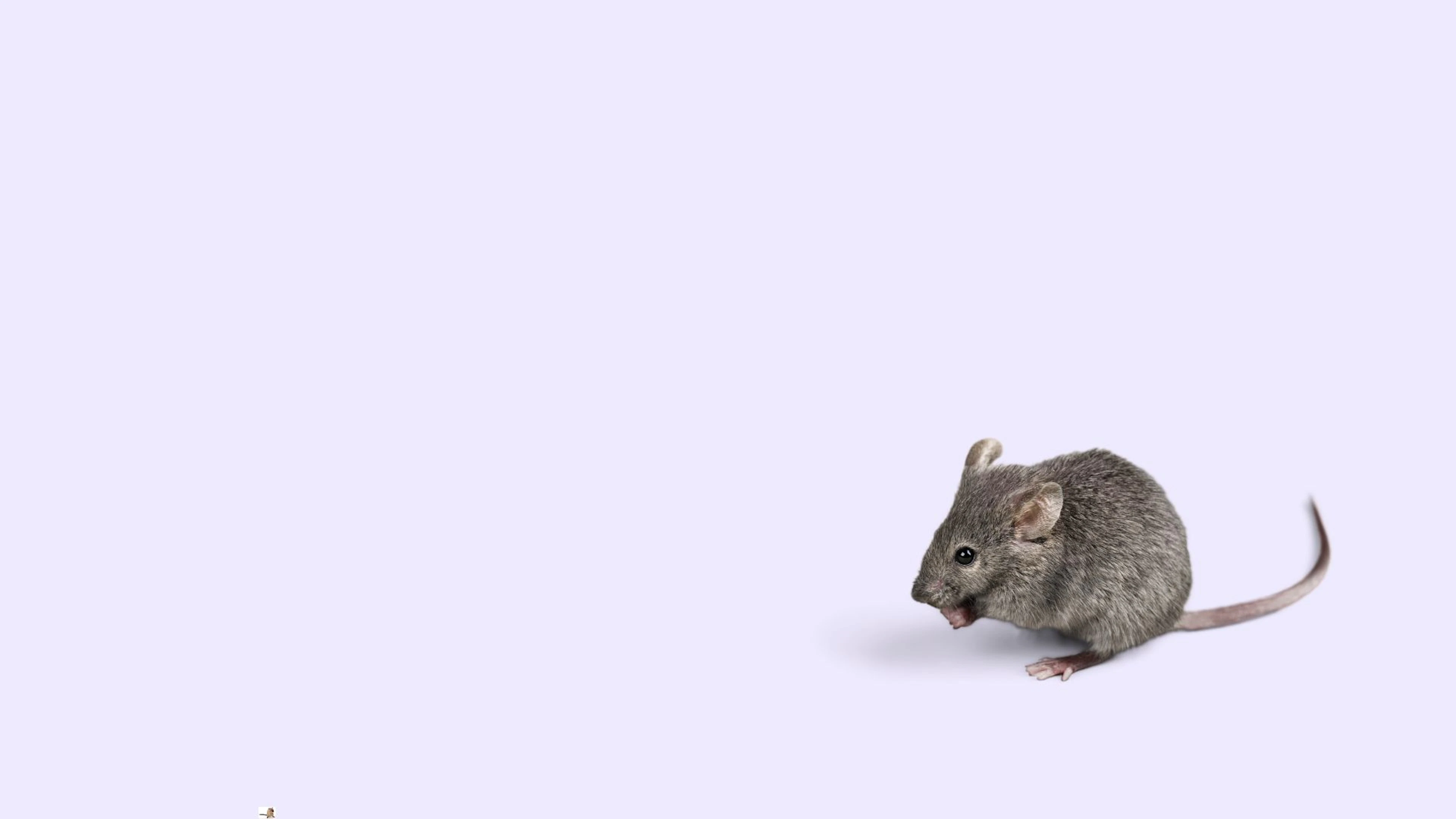 Een vrouwtje als afleidingsmanoeuvre