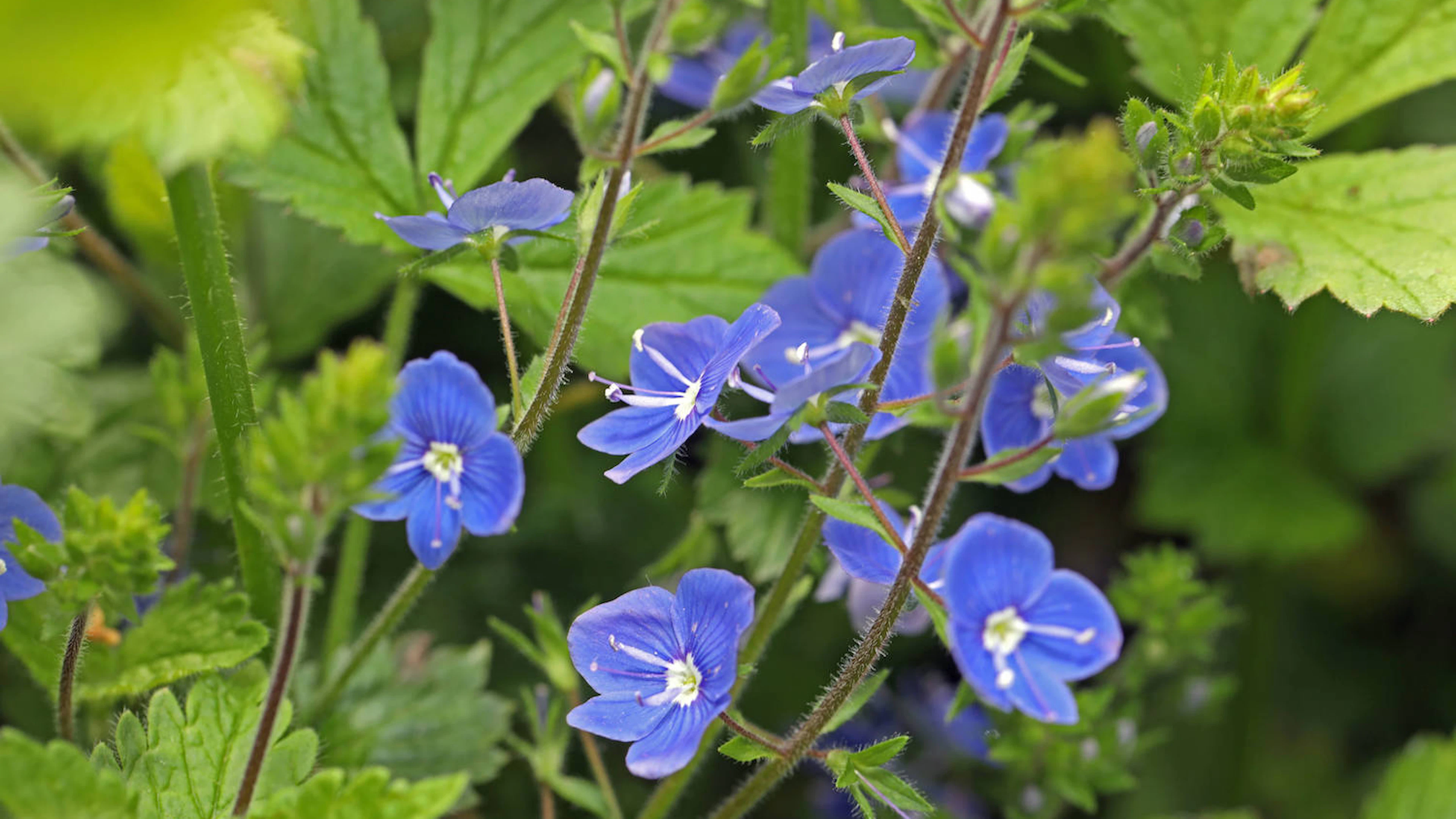 Europese bosplanten schuiven westwaarts door stikstof: ‘Unieke planten worden weggeconcurreerd’