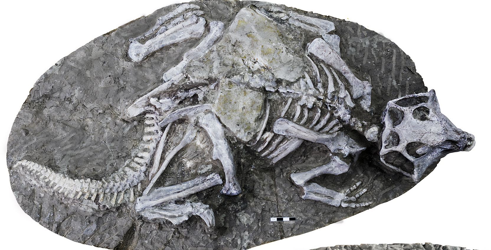 Beroemde Chinese dinoskeletten gewoon bedolven onder modder