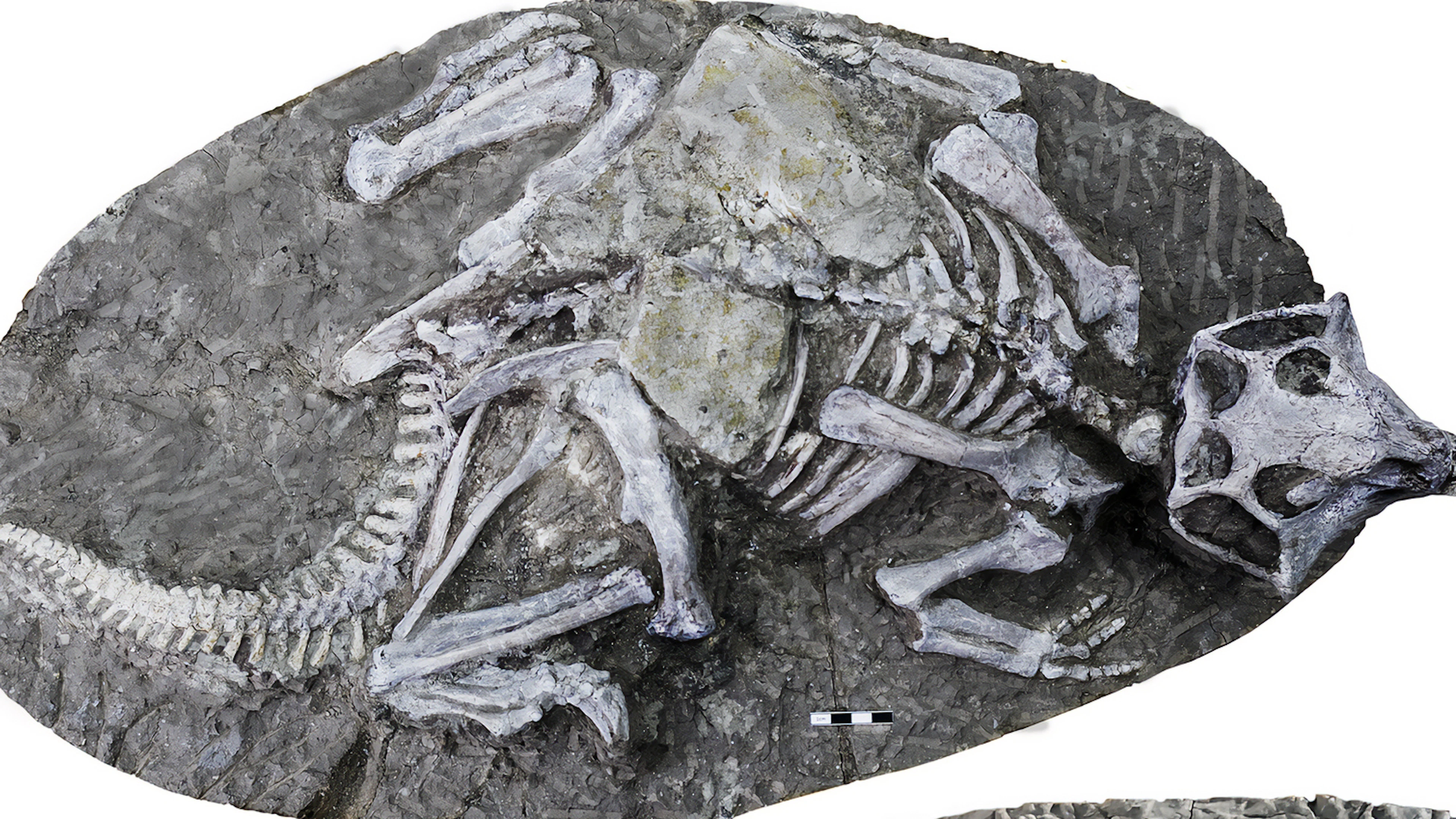 Beroemde Chinese dinoskeletten gewoon bedolven onder modder