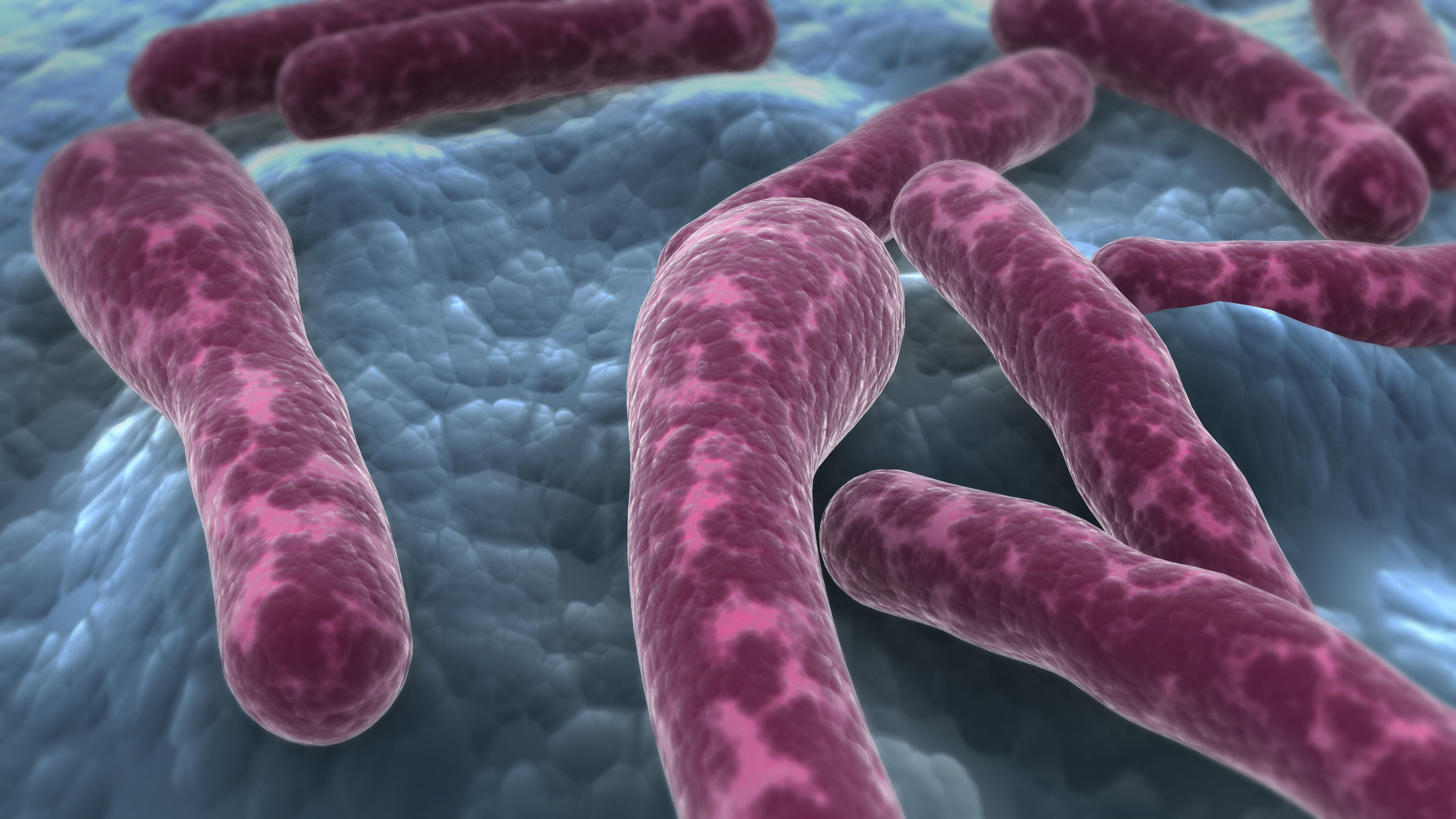 Deze bacterie produceert het dodelijkste gif ter wereld, ook wel bekend als botox