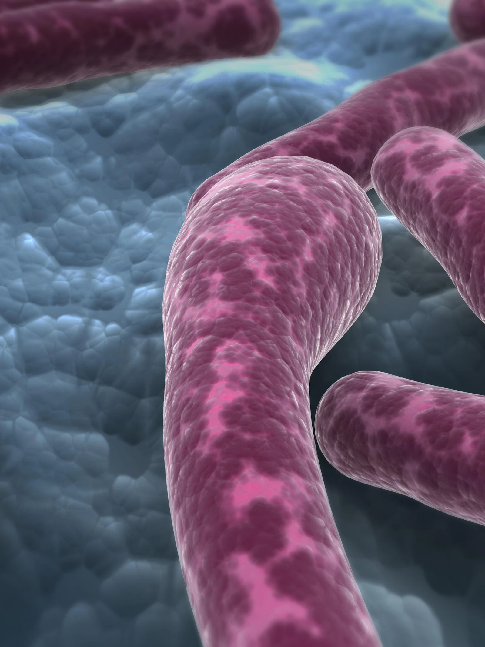 Deze bacterie produceert het dodelijkste gif ter wereld, ook wel bekend als botox
