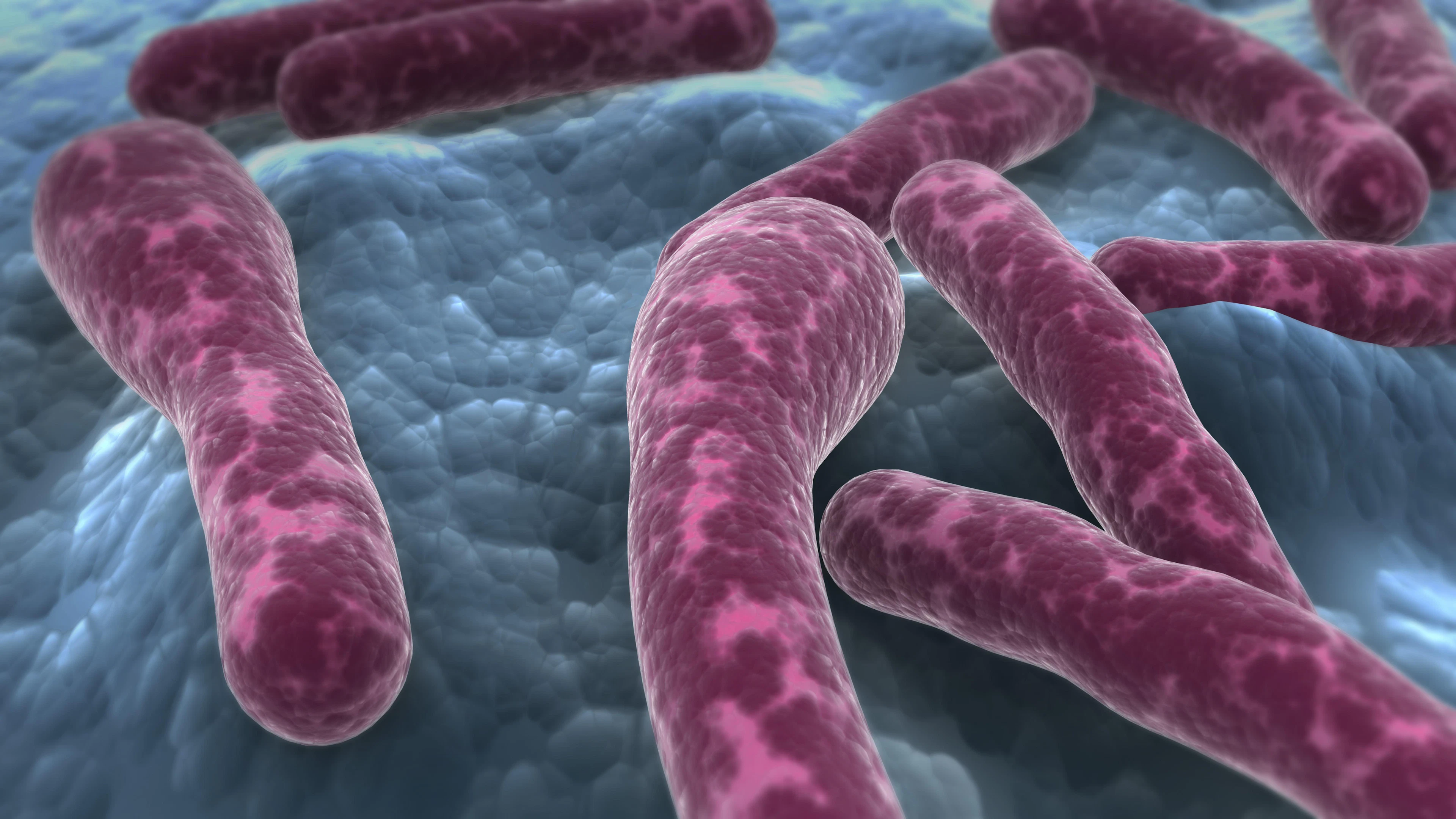 Deze bacterie produceert het dodelijkste gif ter wereld, ook wel bekend als botox