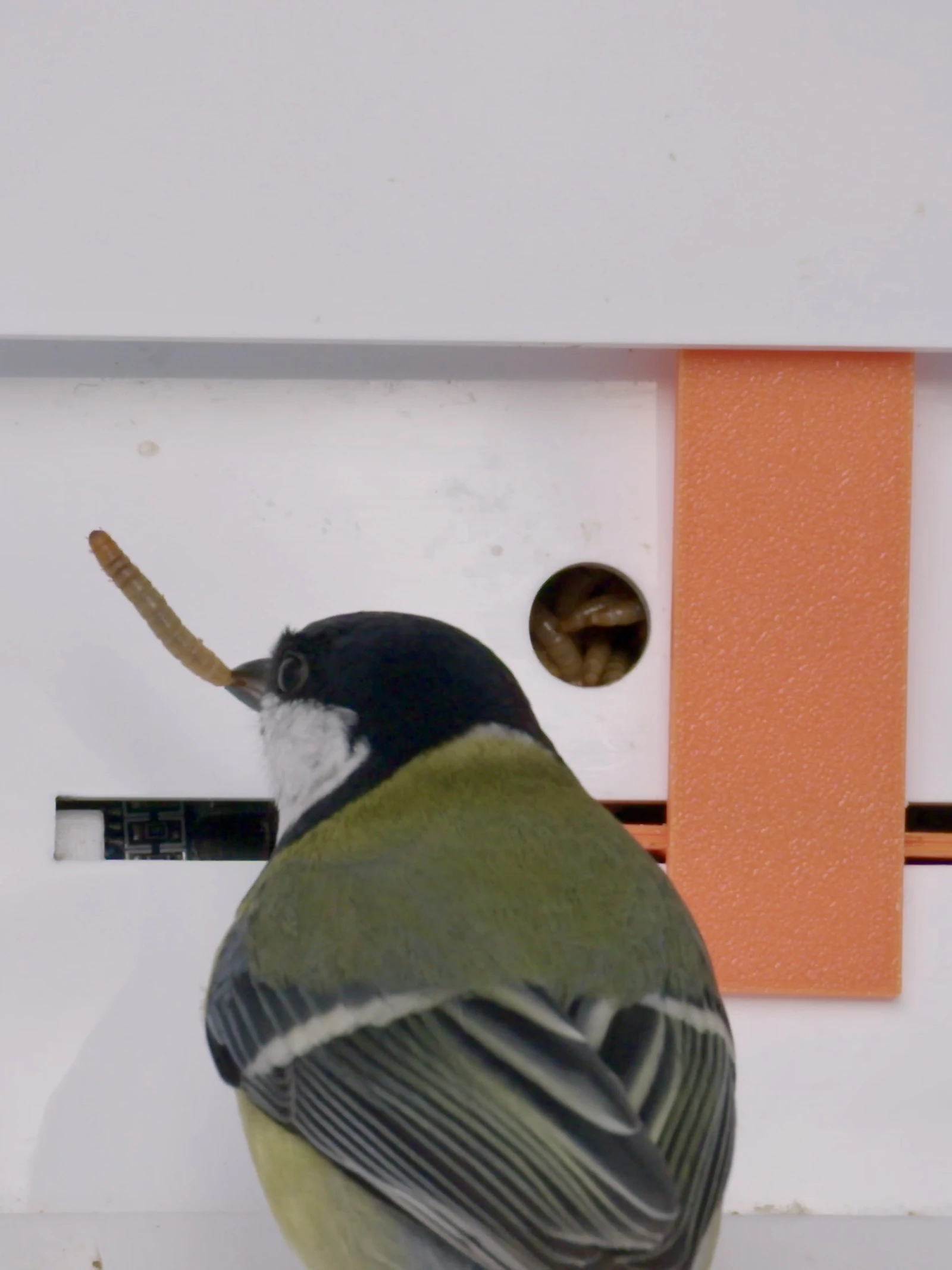 Koolmezen leren meer als ze verhuizen