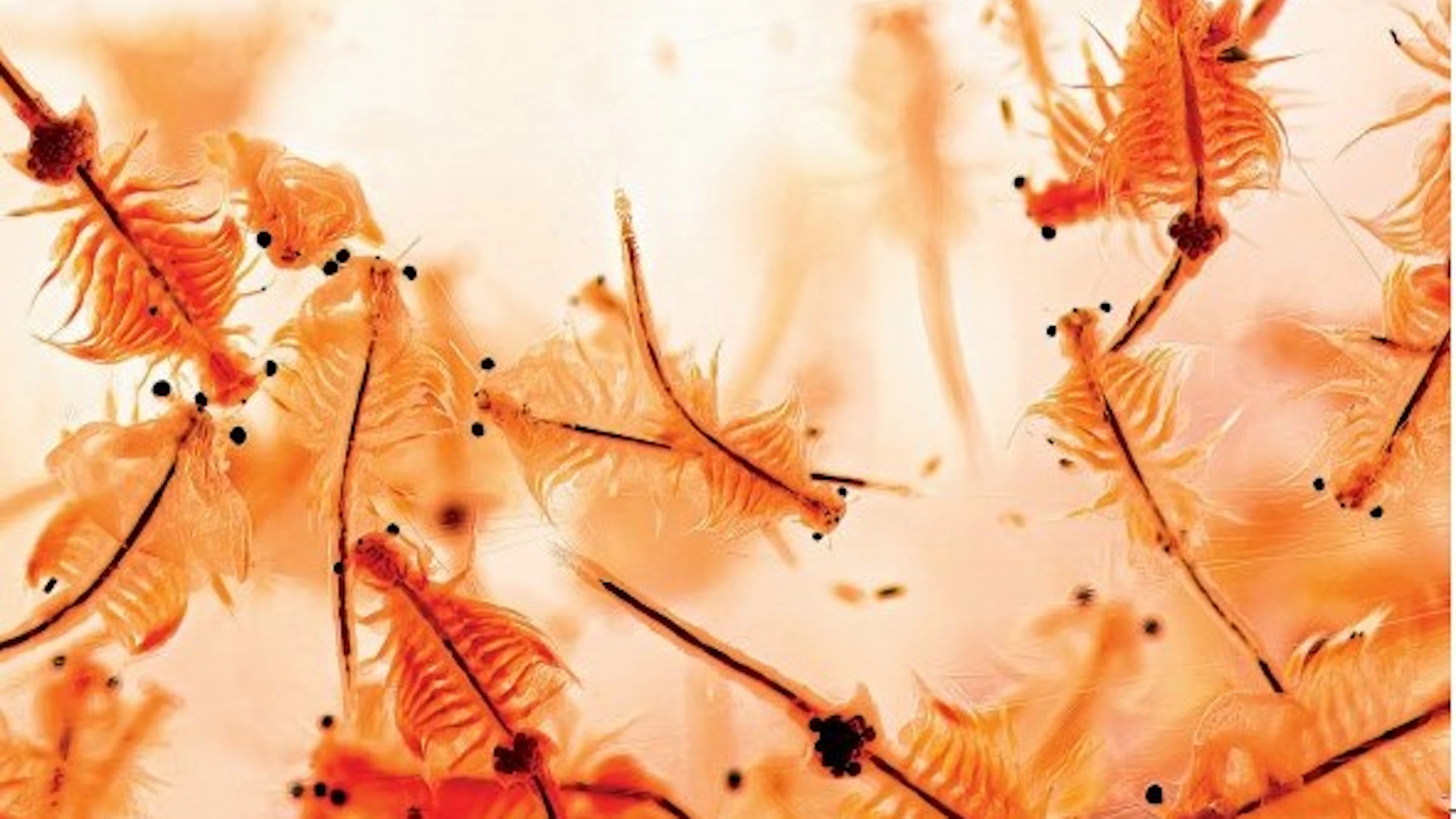 Van aquacultuur tot kankeronderzoek: ontmoet het pekelkreeftje