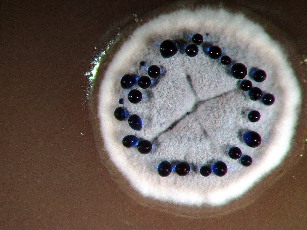 De zoektocht naar nieuwe antibiotica start bij… bacteriën en schimmels!