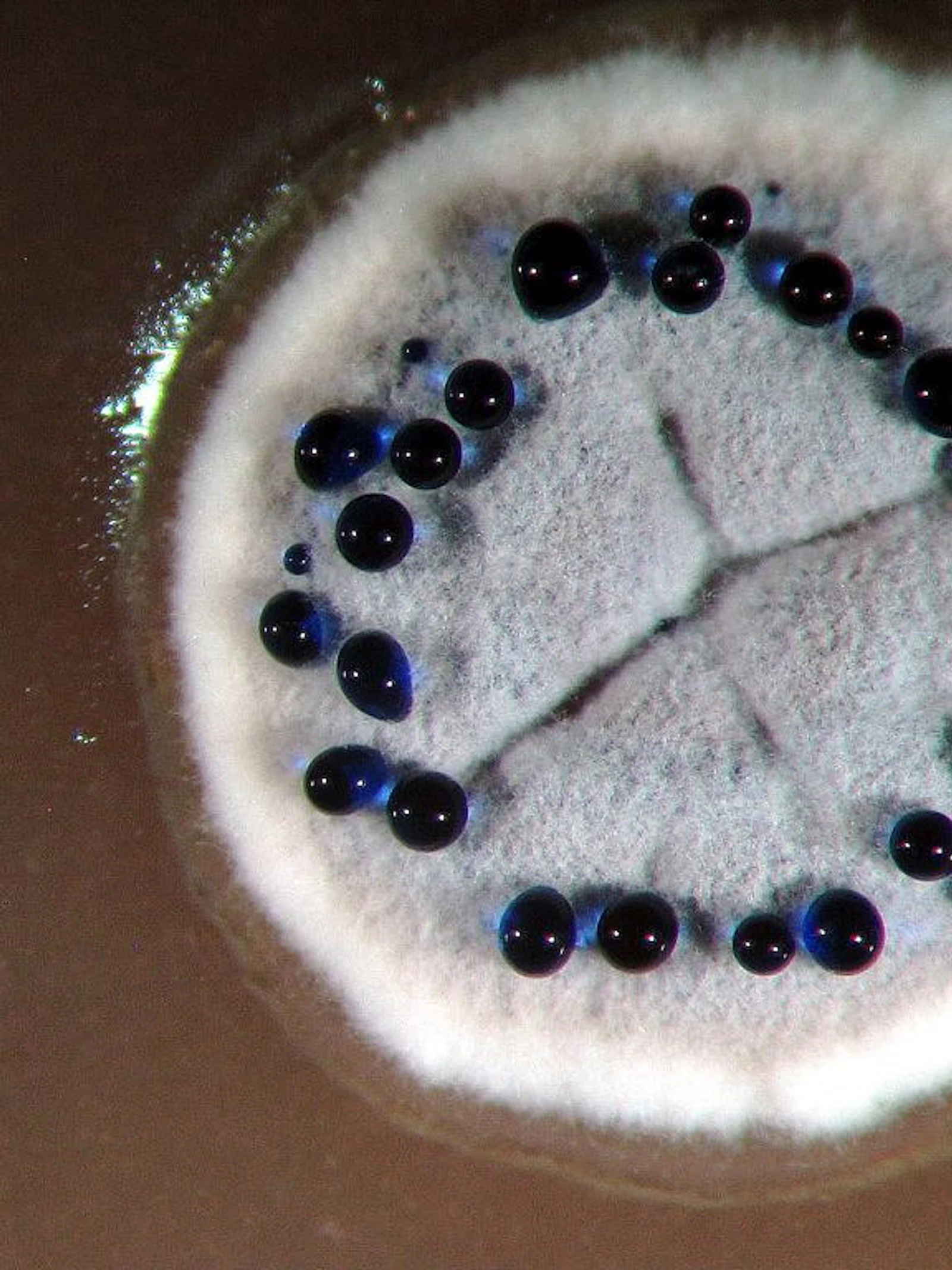 De zoektocht naar nieuwe antibiotica start bij… bacteriën en schimmels!