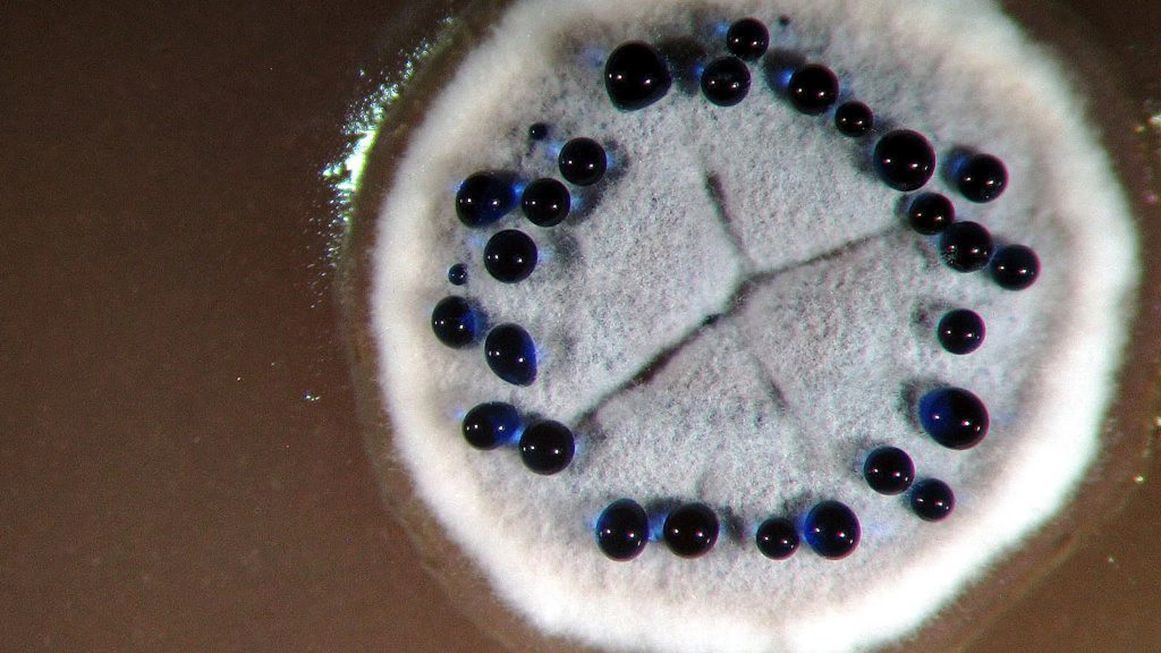 De zoektocht naar nieuwe antibiotica start bij… bacteriën en schimmels!