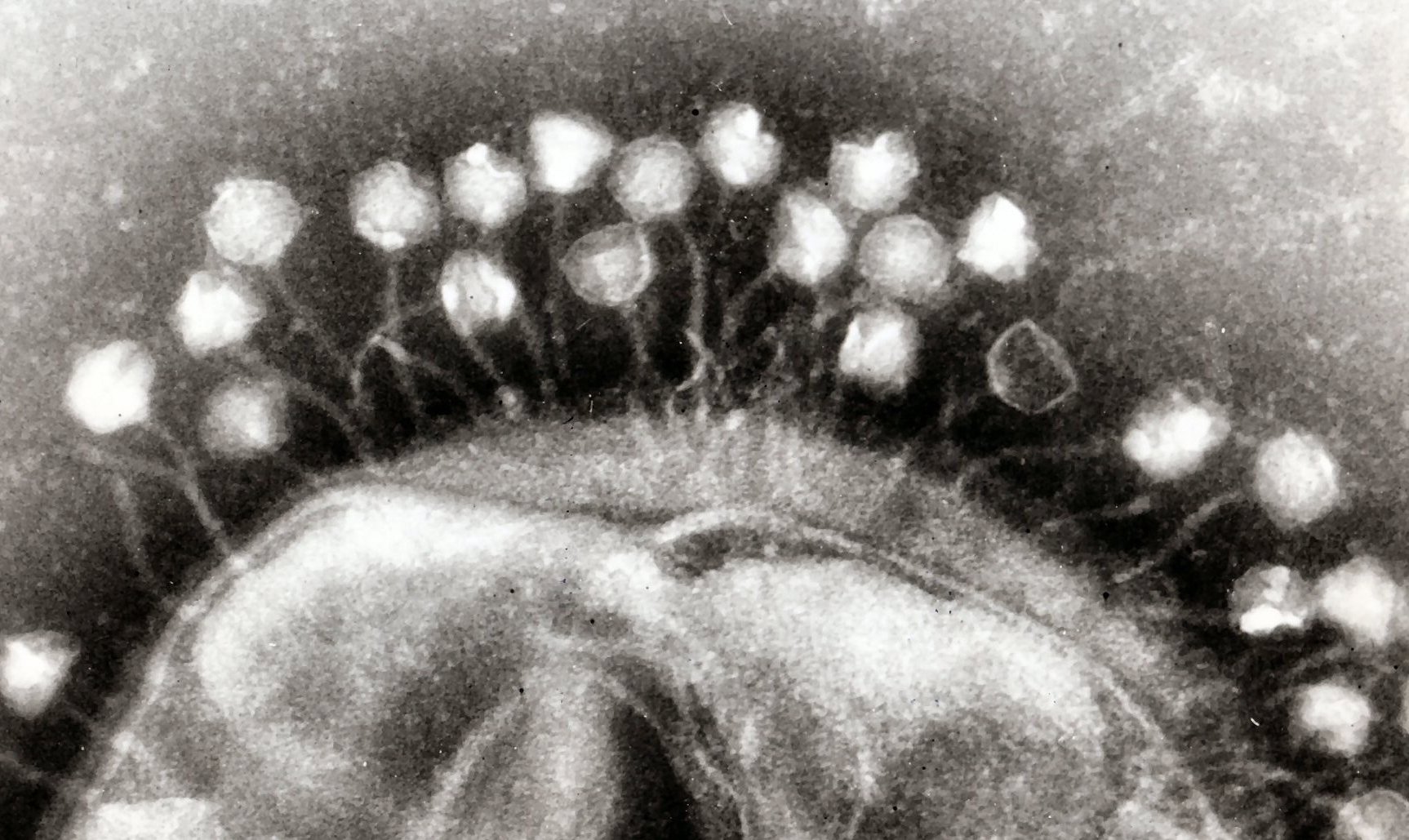 Een eeuwenlange wapenwedloop gaf bacteriofagen hun dodelijke efficiëntie