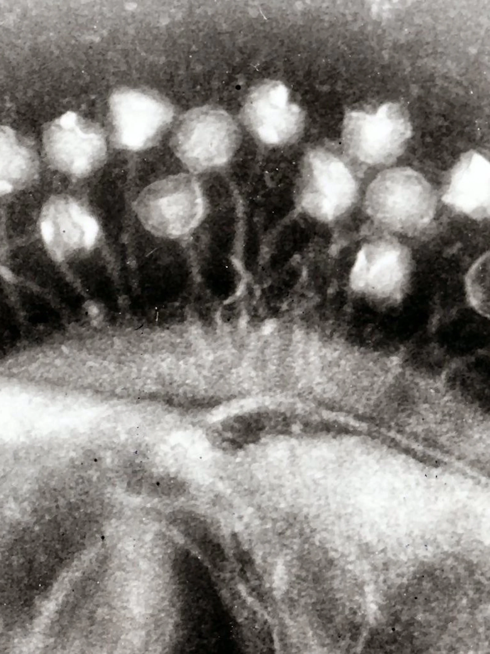 Een eeuwenlange wapenwedloop gaf bacteriofagen hun dodelijke efficiëntie