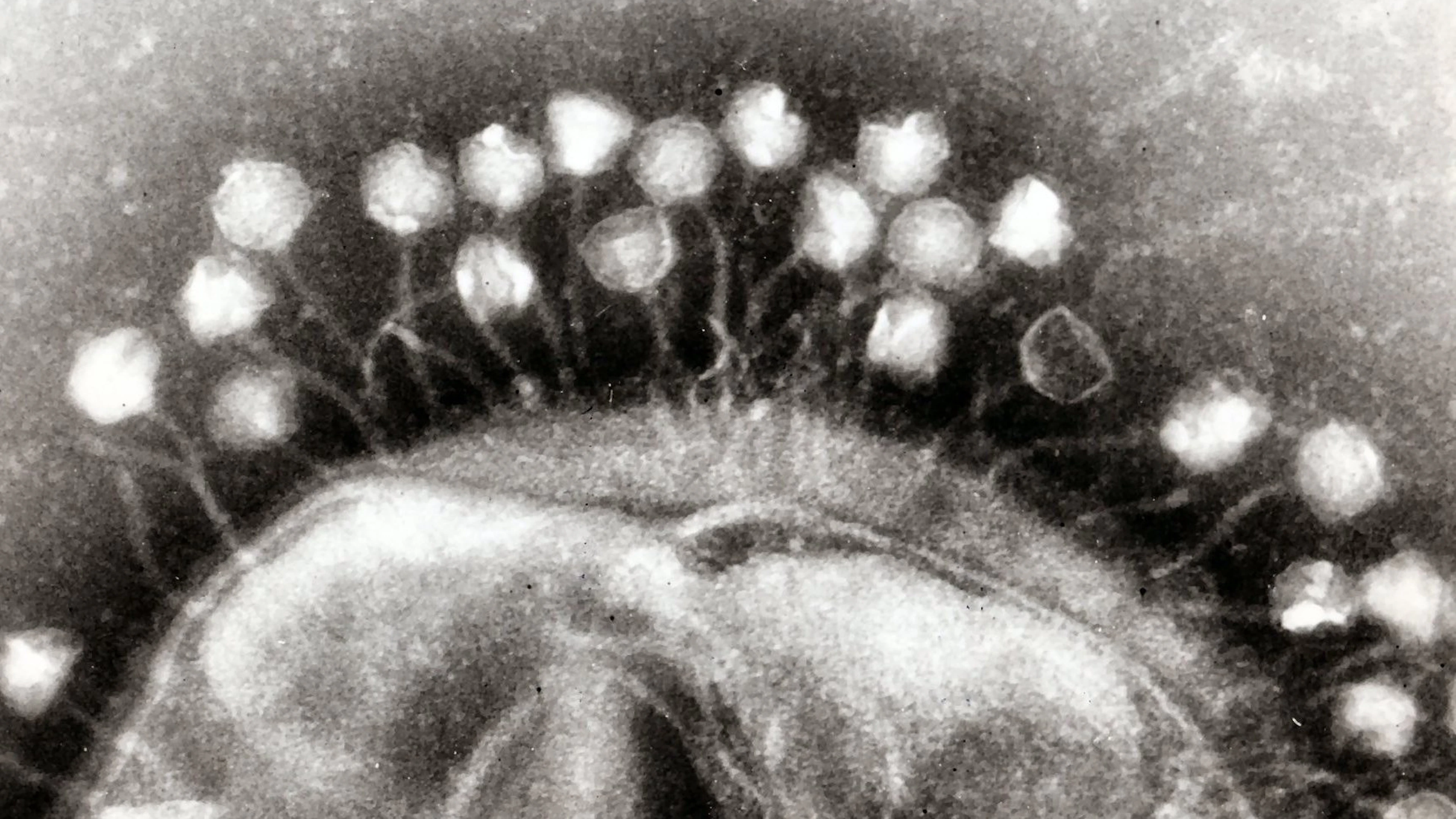 Een eeuwenlange wapenwedloop gaf bacteriofagen hun dodelijke efficiëntie
