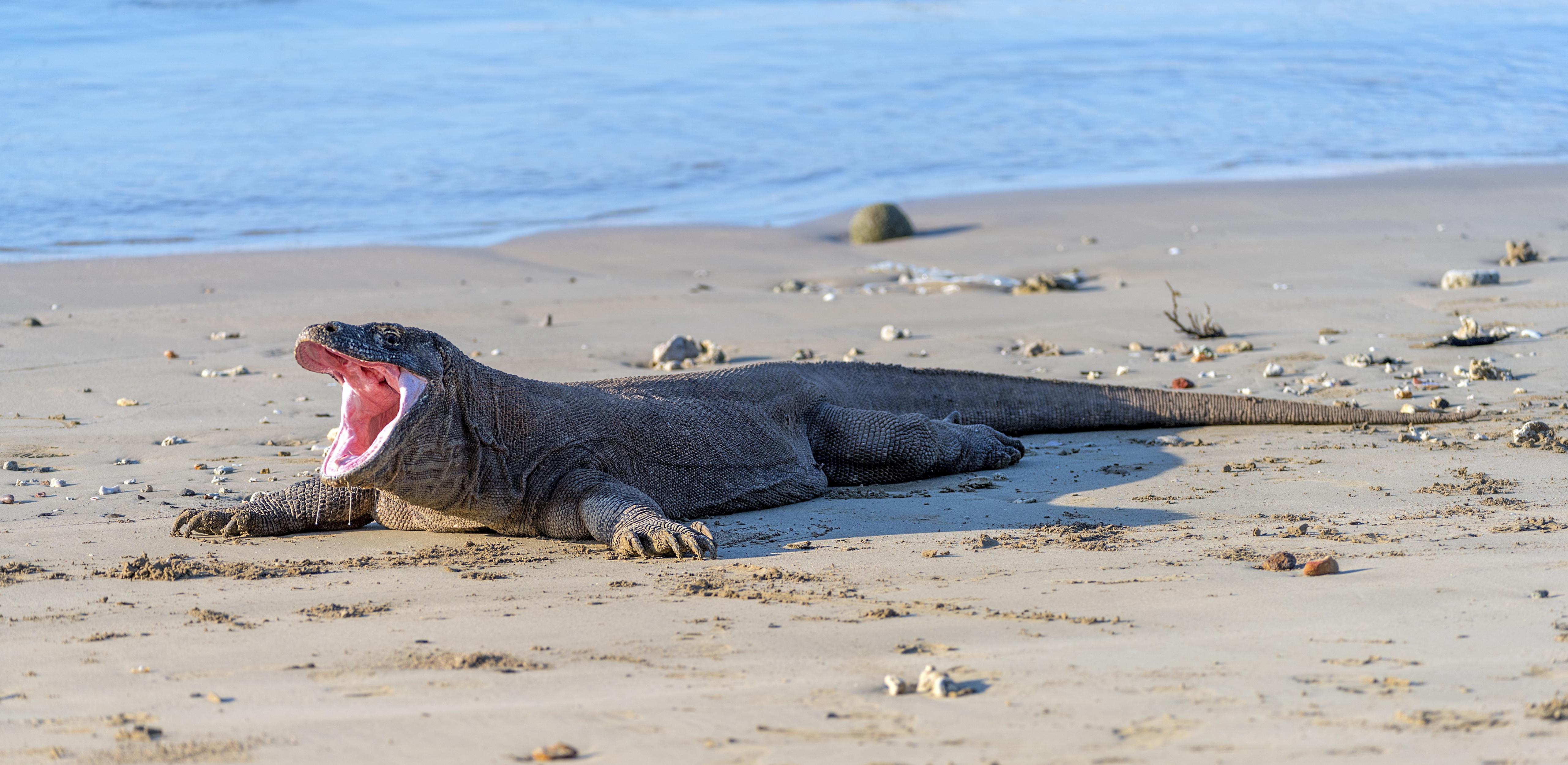 De komodovaraan heeft ijzeren punten aan zijn tanden