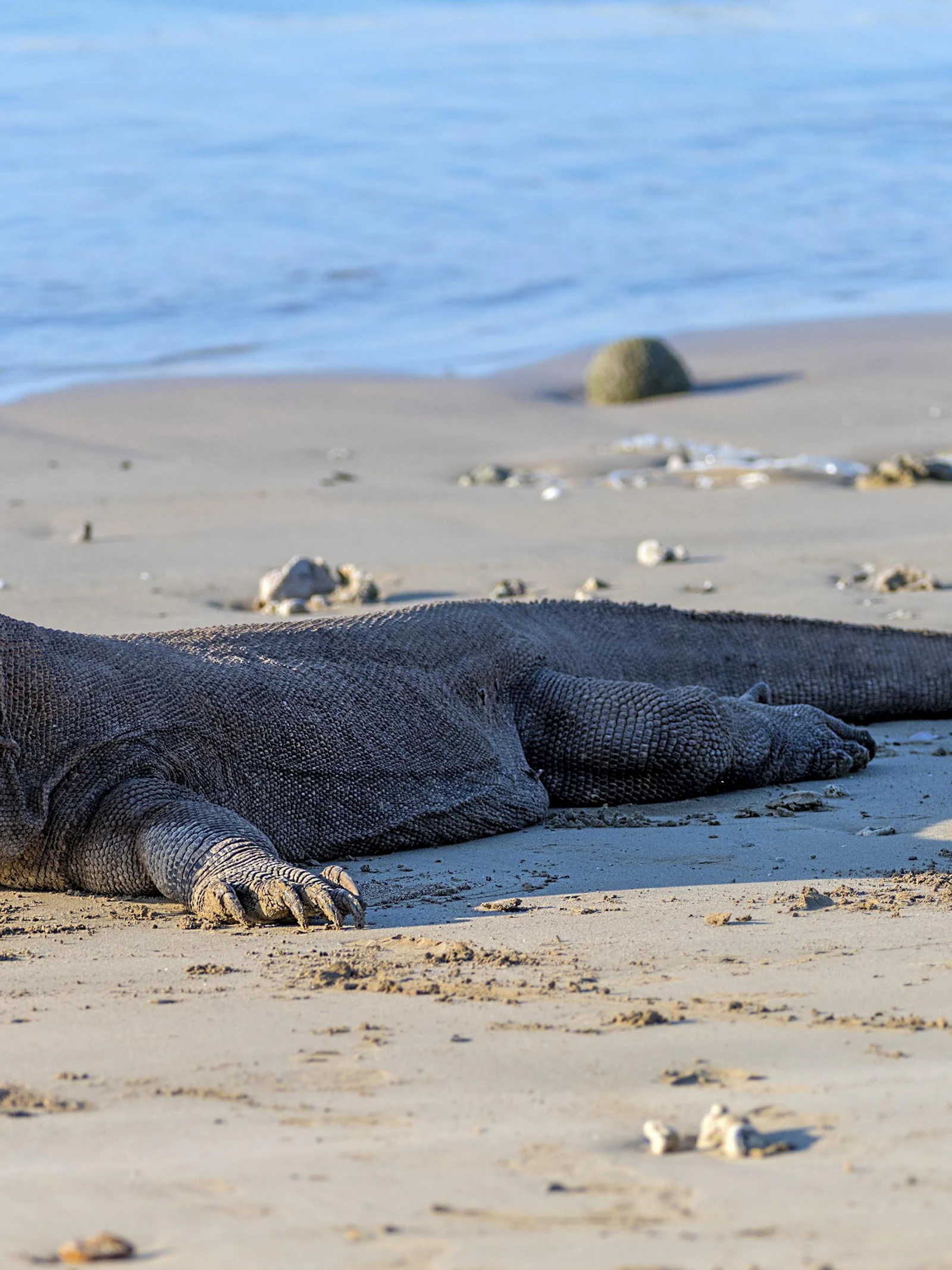 De komodovaraan heeft ijzeren punten aan zijn tanden