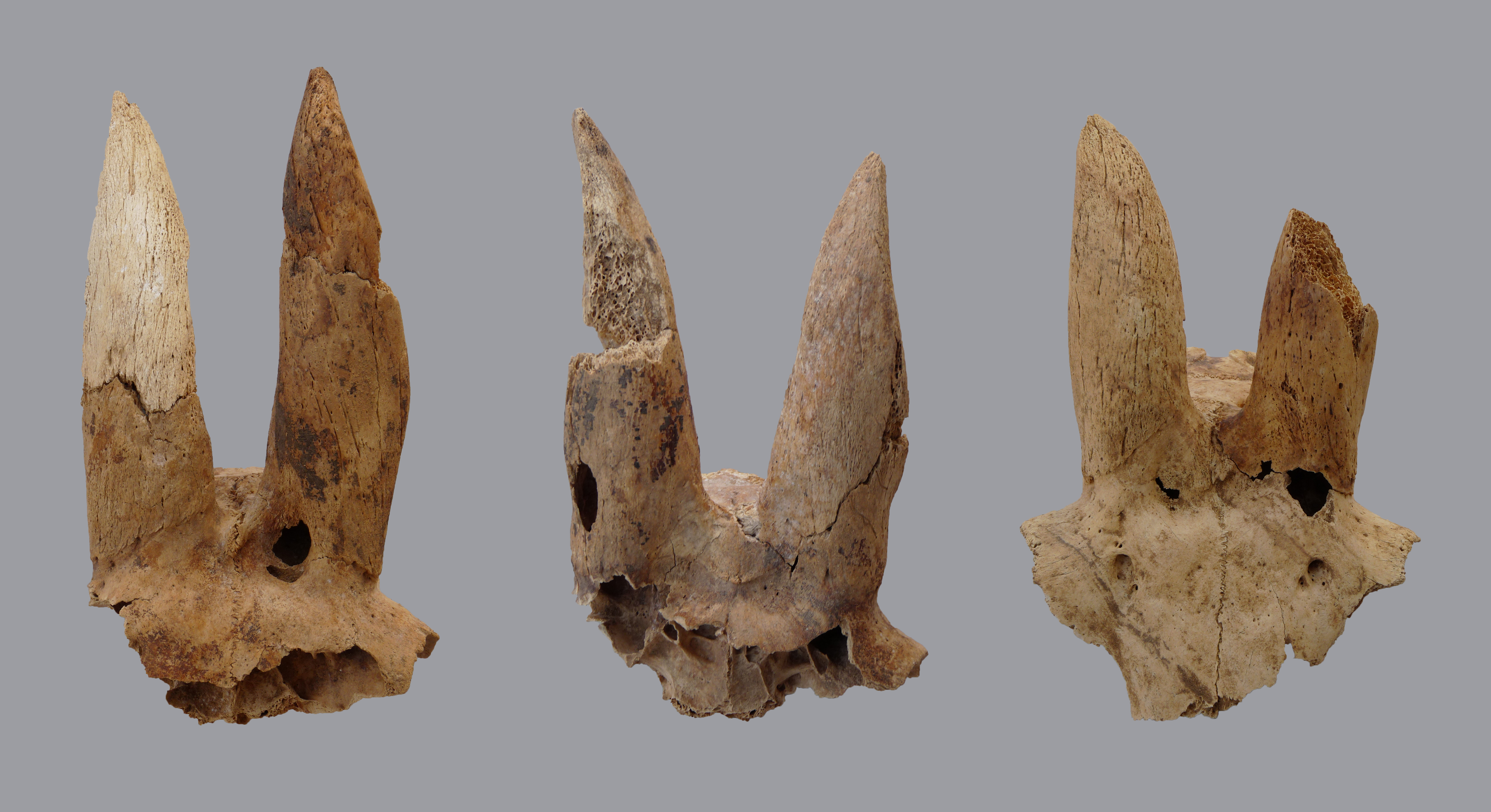 Oude Egyptenaren vervormden hoorns van schapen