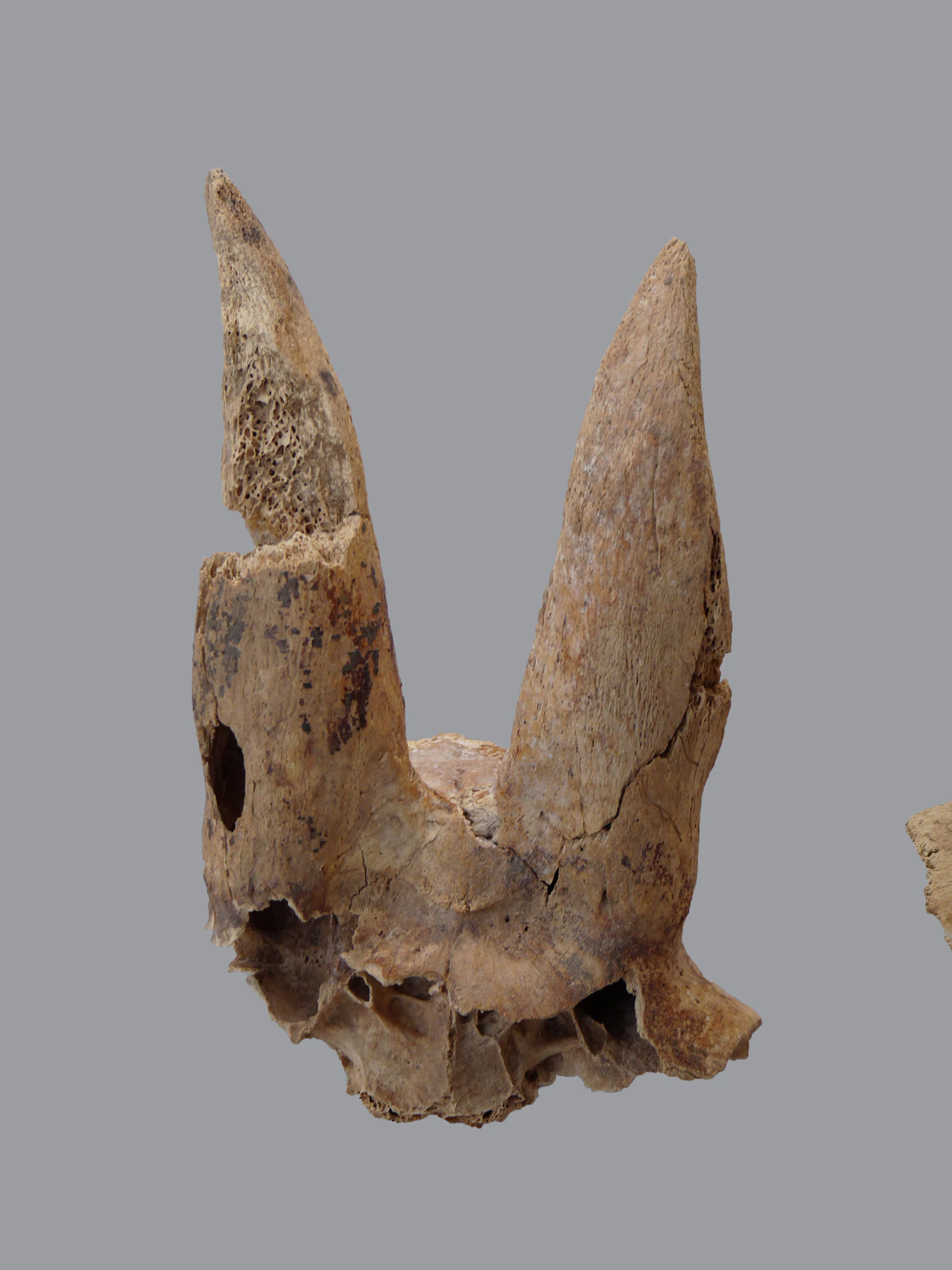 Oude Egyptenaren vervormden hoorns van schapen