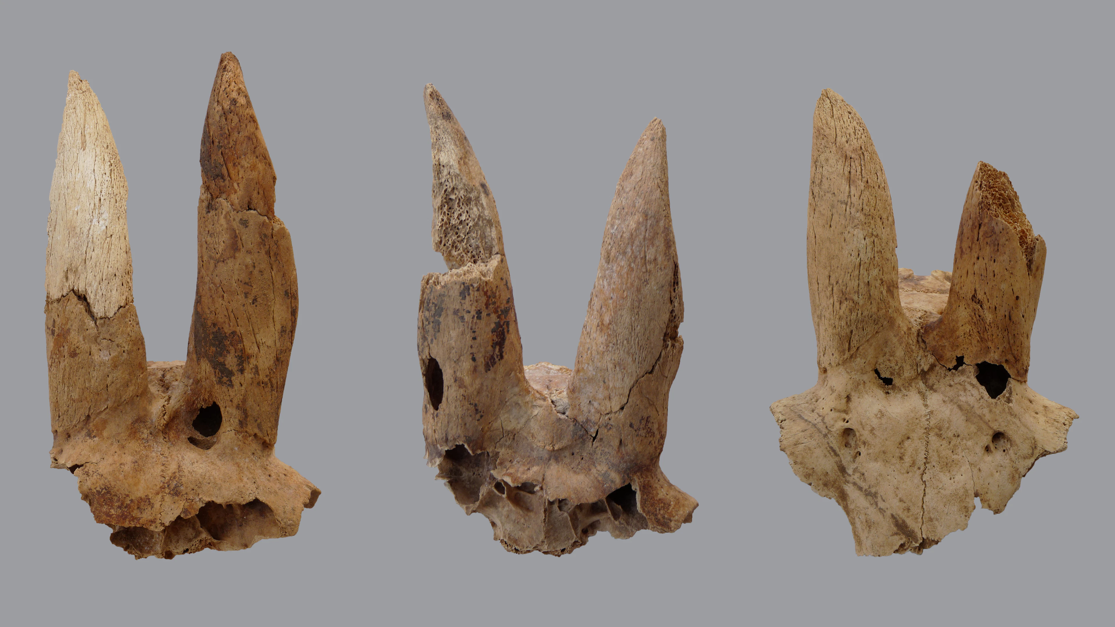 Oude Egyptenaren vervormden hoorns van schapen