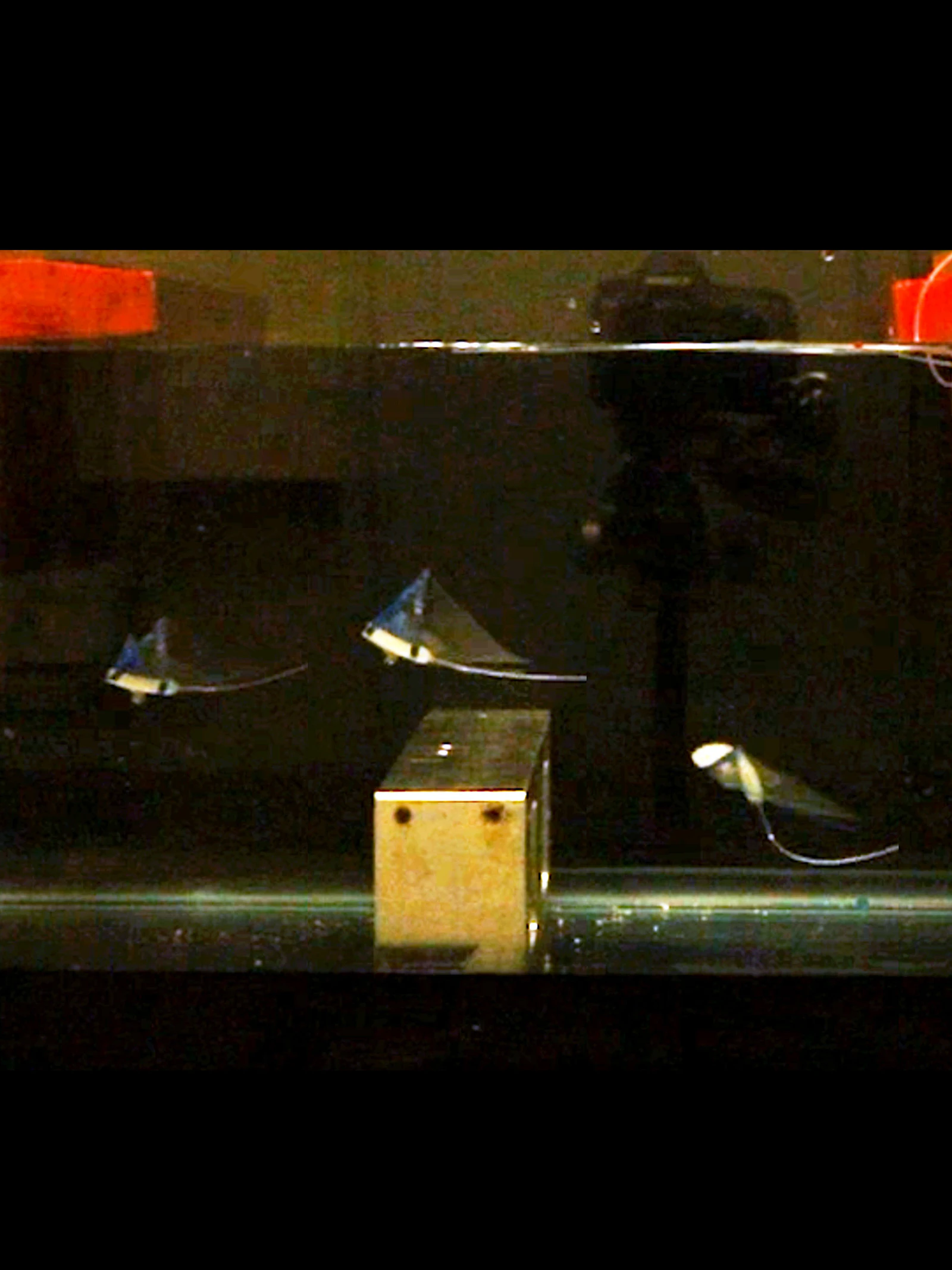 Snelst zwemmende robot is geïnspireerd op mantarog