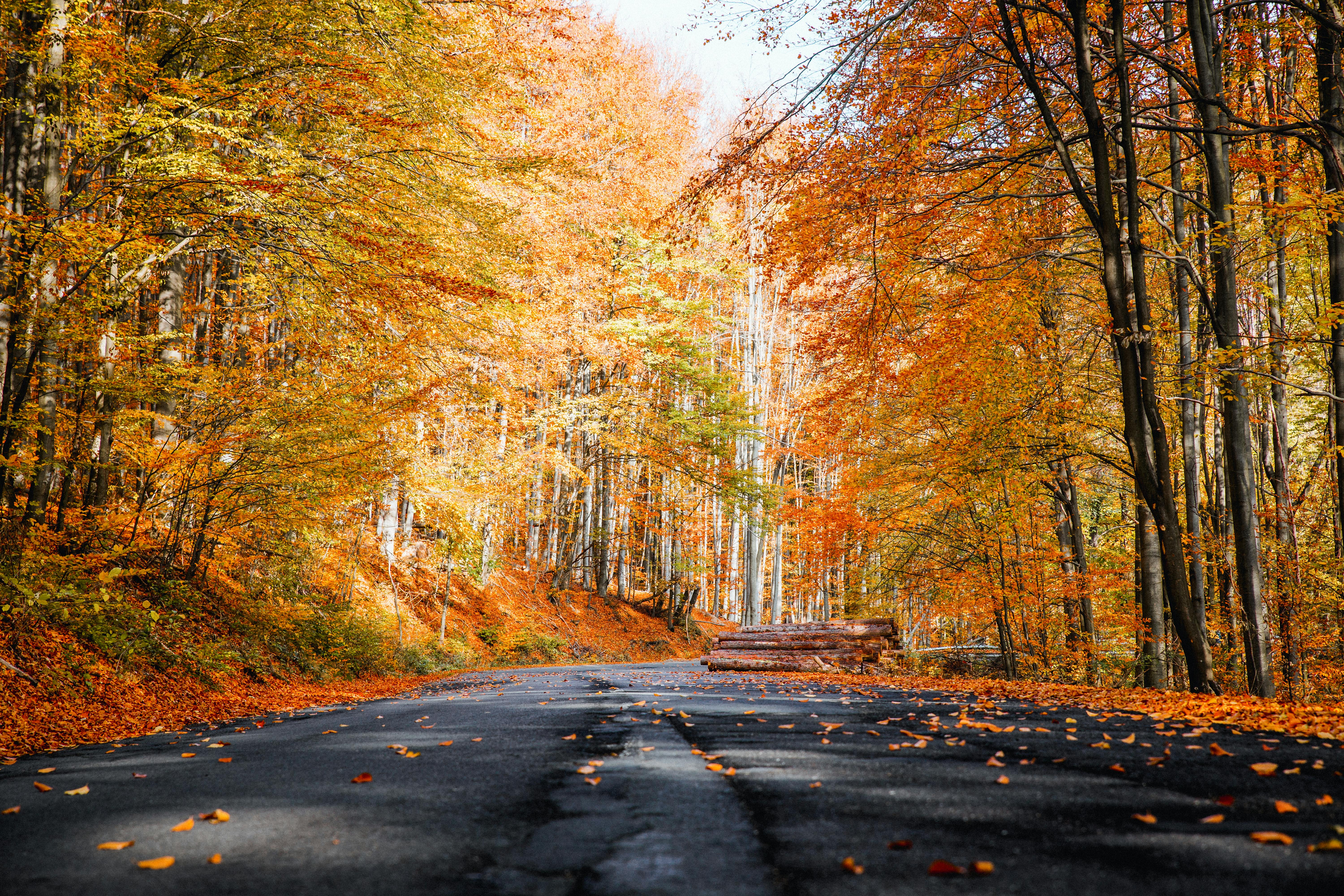 Hoe PET-beeldvorming onze herfstkleuren toont