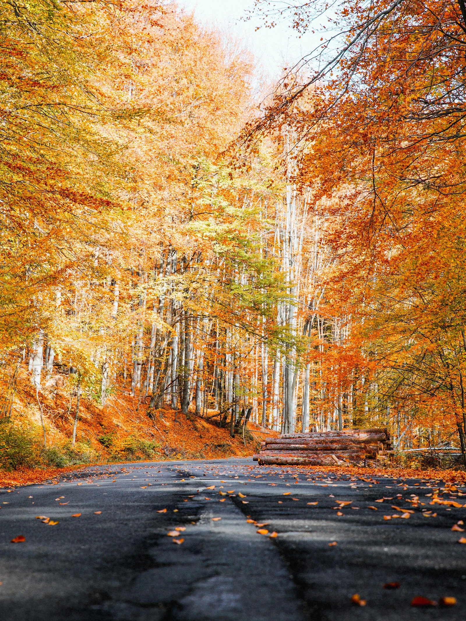 Hoe PET-beeldvorming onze herfstkleuren toont