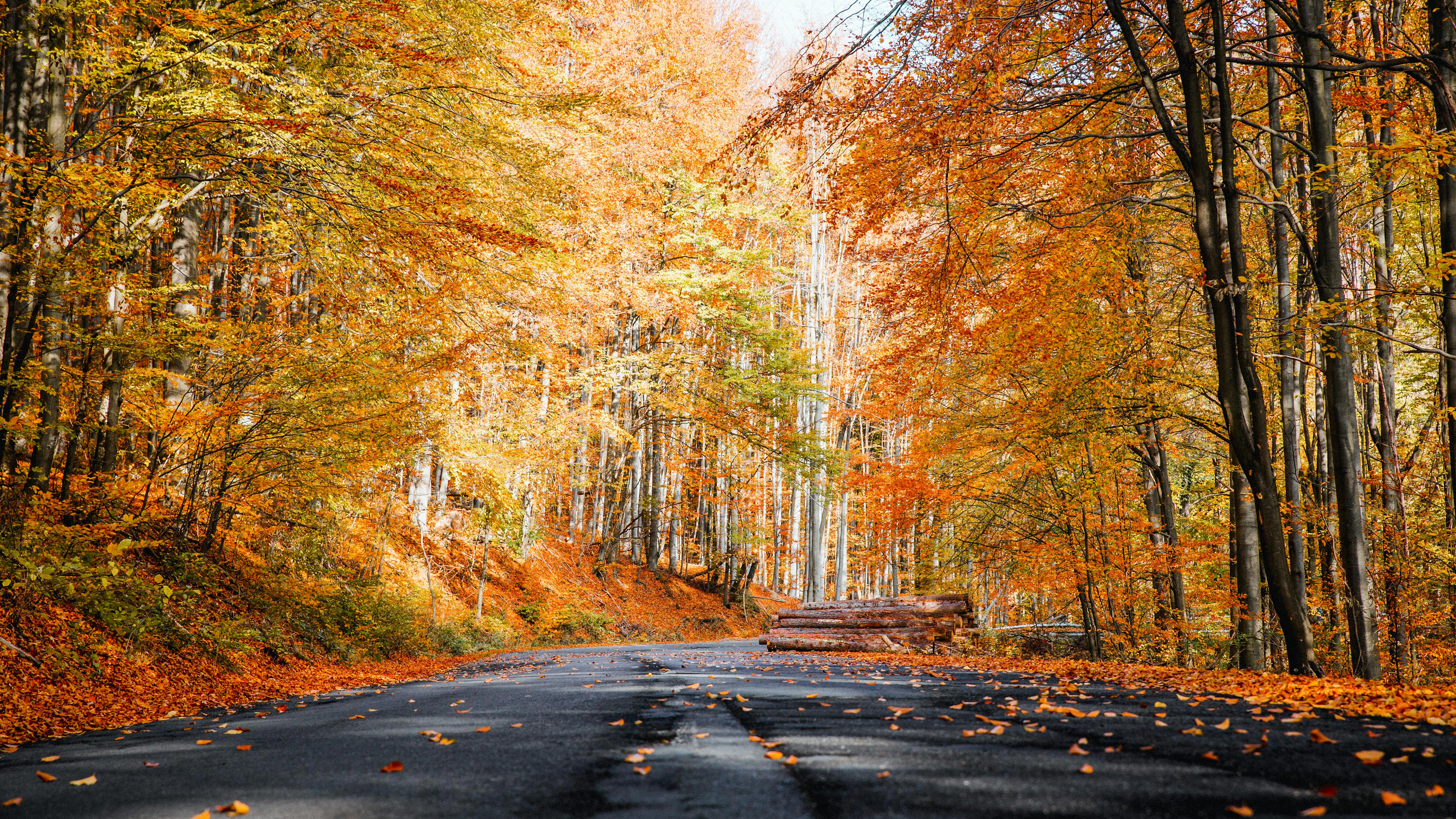 Hoe PET-beeldvorming onze herfstkleuren toont