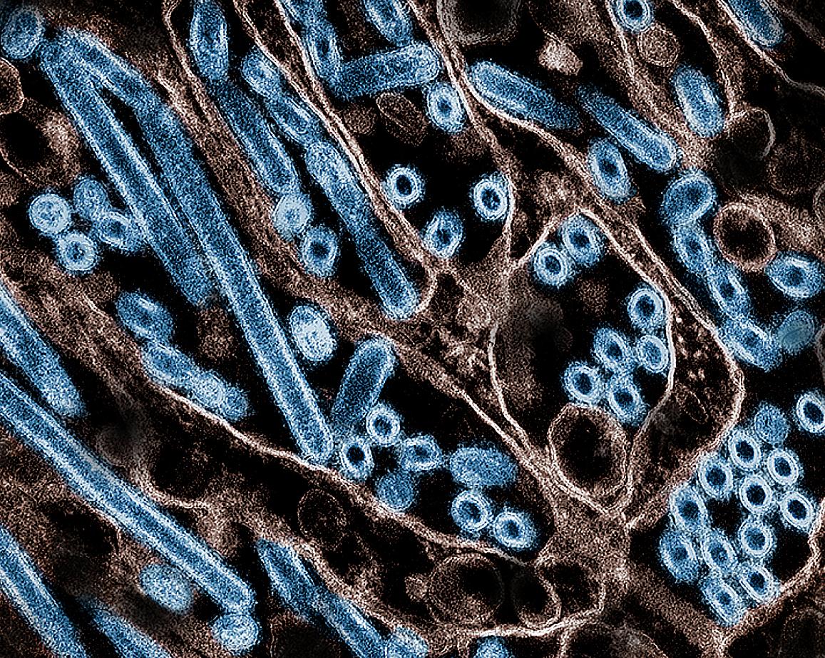 Vogelgriepvirus heeft maar één mutatie nodig om efficiënter aan menselijke cellen te binden