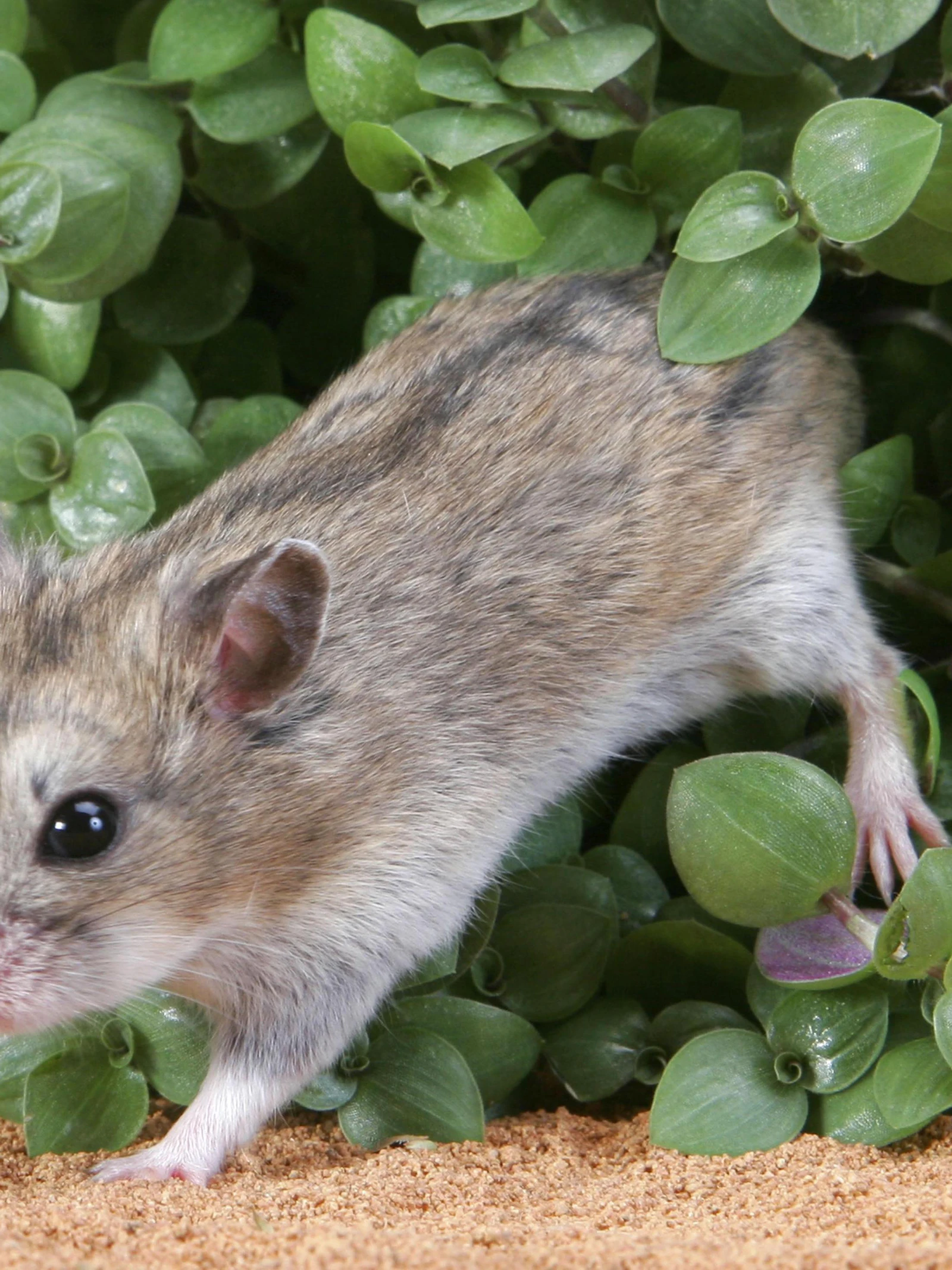 Bladgroenkorrels aan het werk in hamstercellen