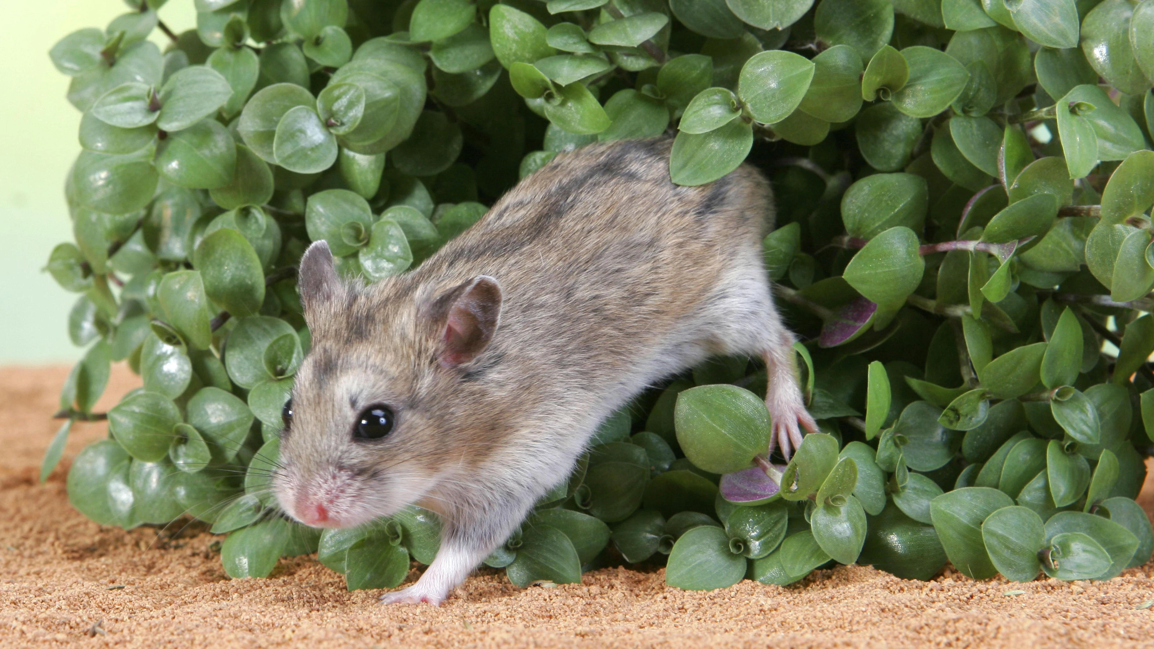 Bladgroenkorrels aan het werk in hamstercellen