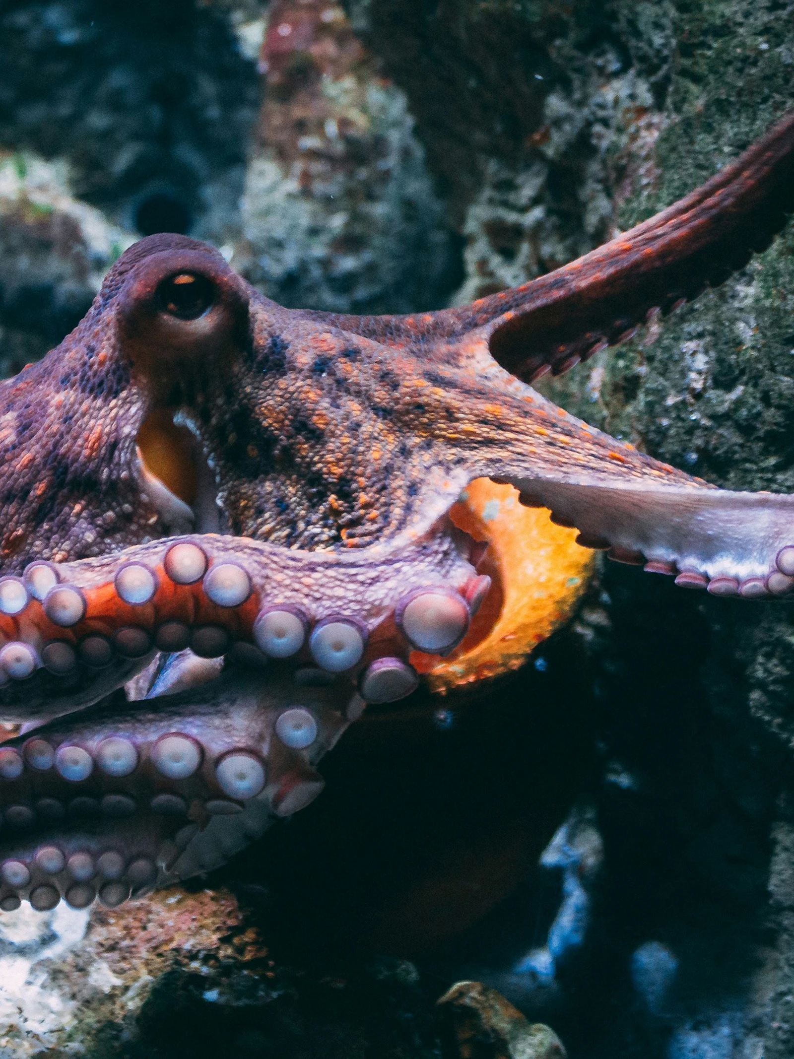 Buigen, draaien en krullen: zo controleren octopussen hun tentakels
