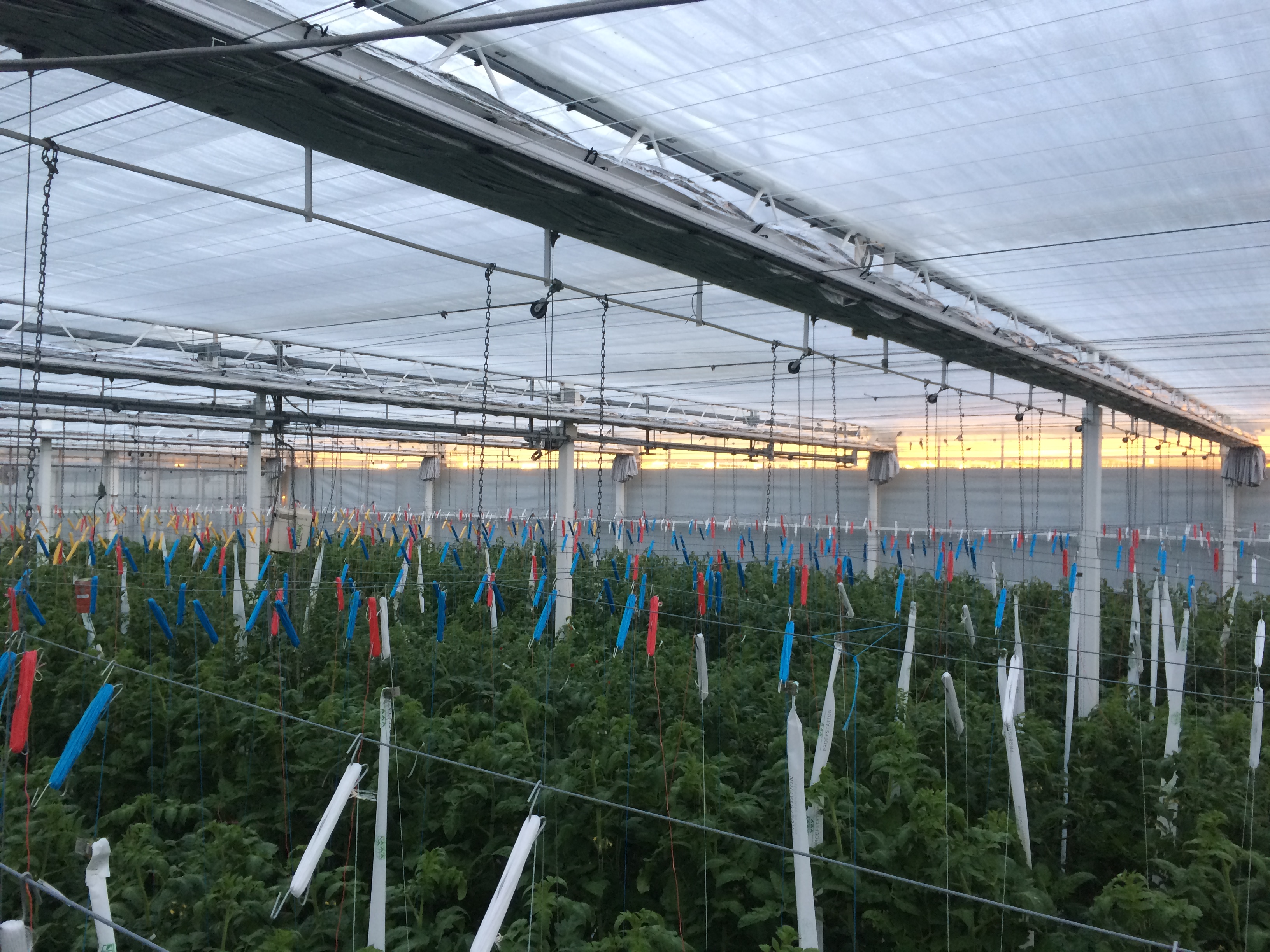 Klimaatneutrale tomaten telen in België binnen handbereik