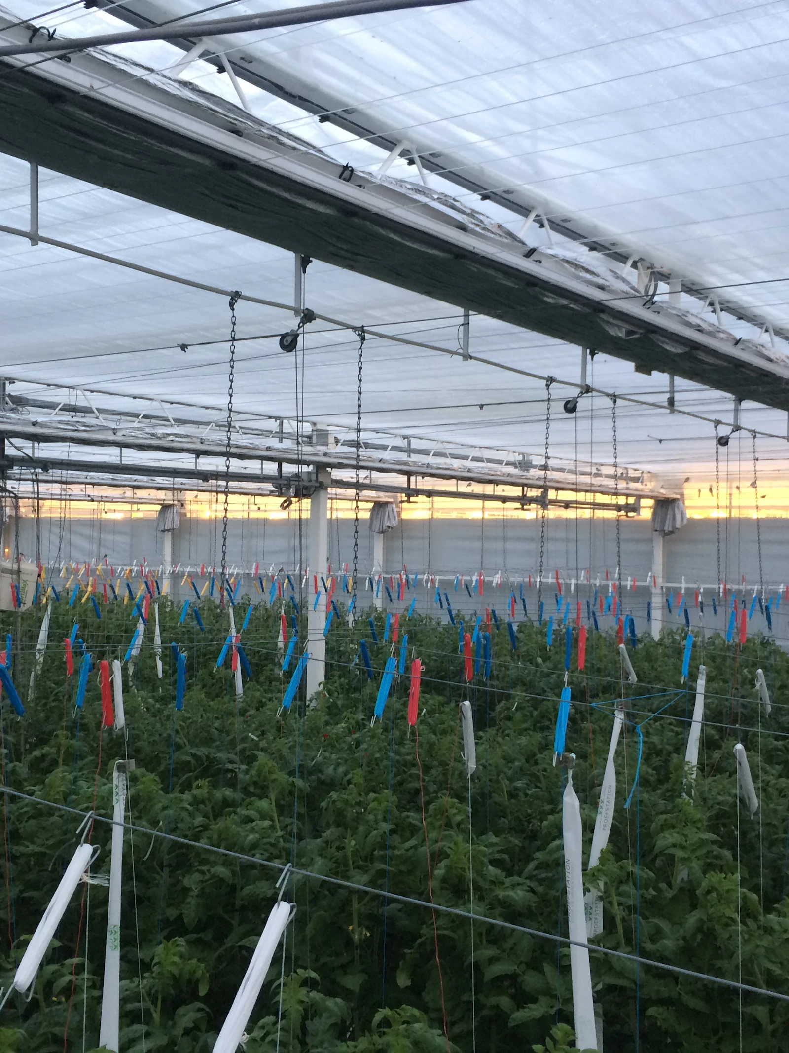 Klimaatneutrale tomaten telen in België binnen handbereik