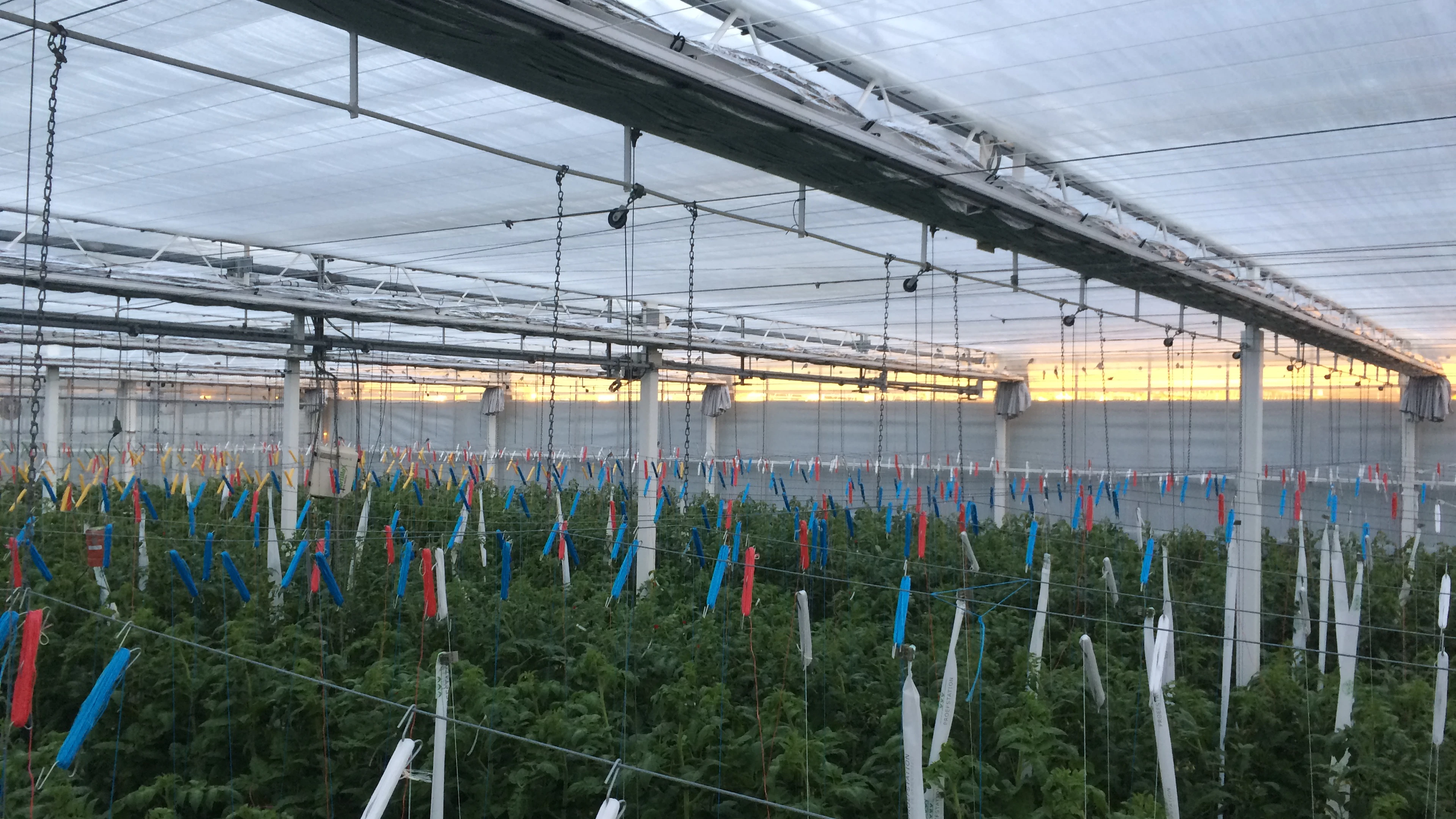 Klimaatneutrale tomaten telen in België binnen handbereik