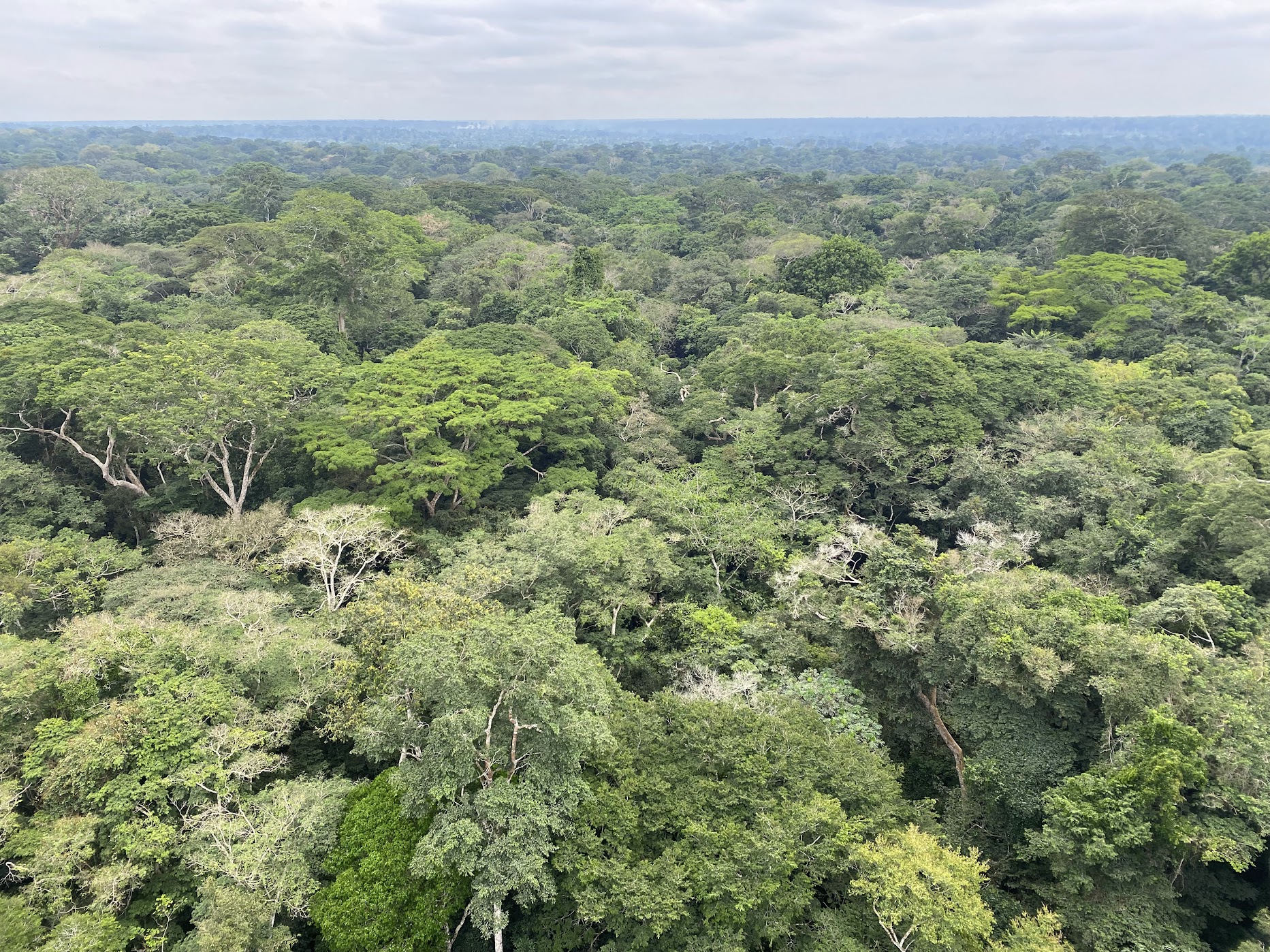 Is het Afrikaanse regenwoud, en niet het Amazonewoud, de grootste long van onze planeet?