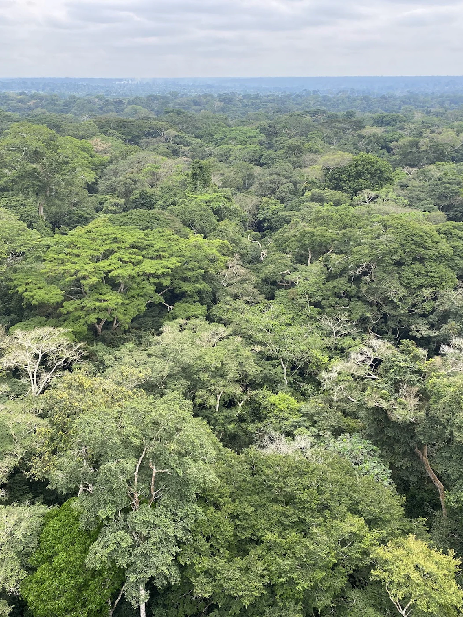 Is het Afrikaanse regenwoud, en niet het Amazonewoud, de grootste long van onze planeet?