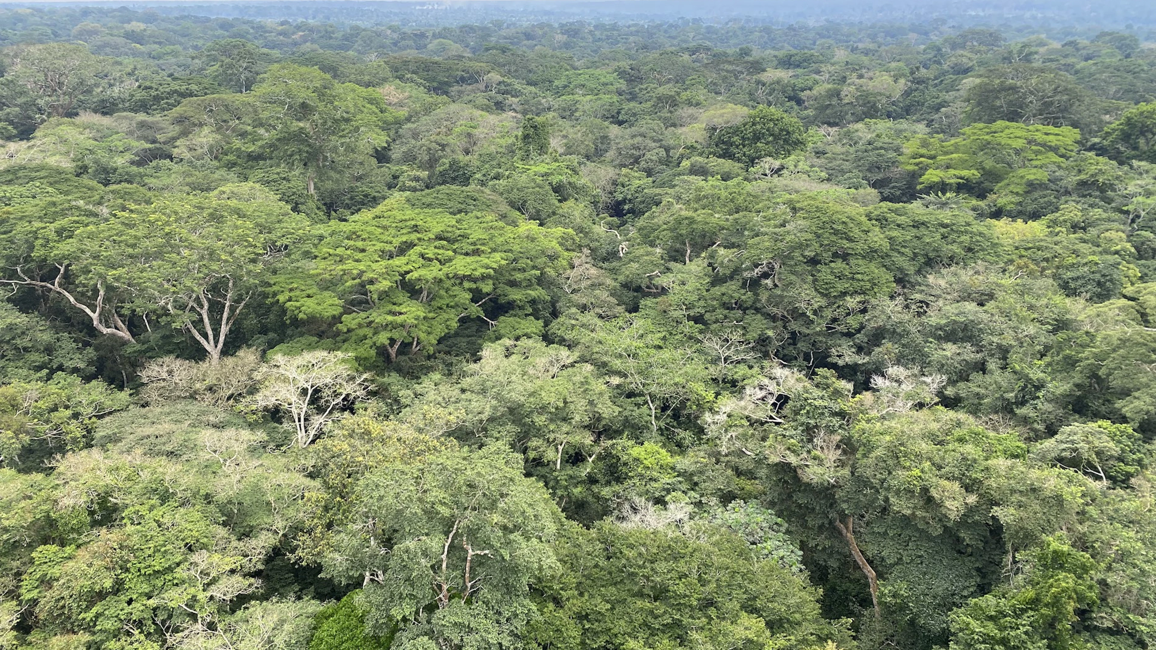 Is het Afrikaanse regenwoud, en niet het Amazonewoud, de grootste long van onze planeet?