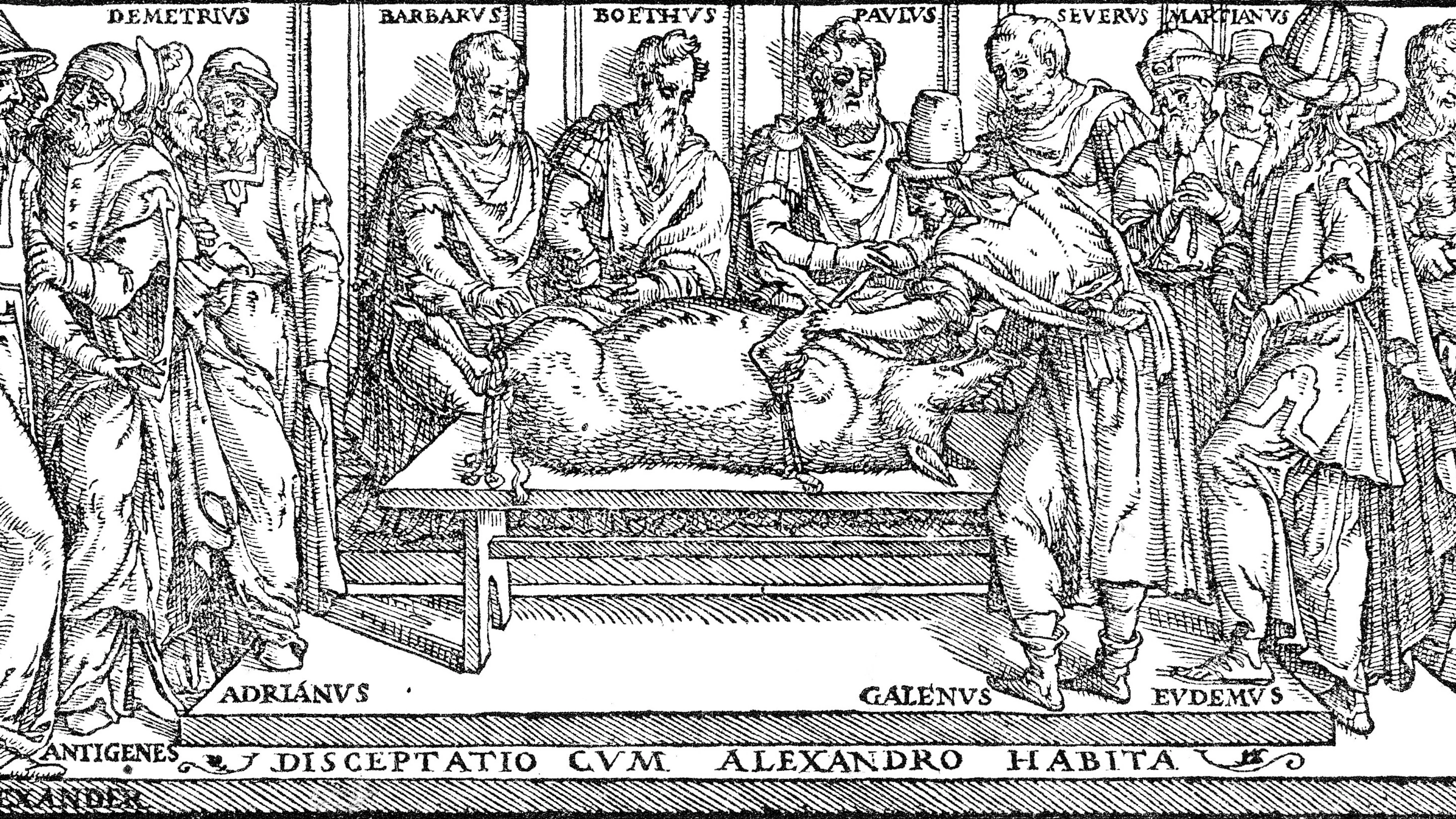 Onderzoekers herhalen ontledingen van Grieks-Romeinse arts Galenus: ‘Een heel zintuiglijke ervaring’