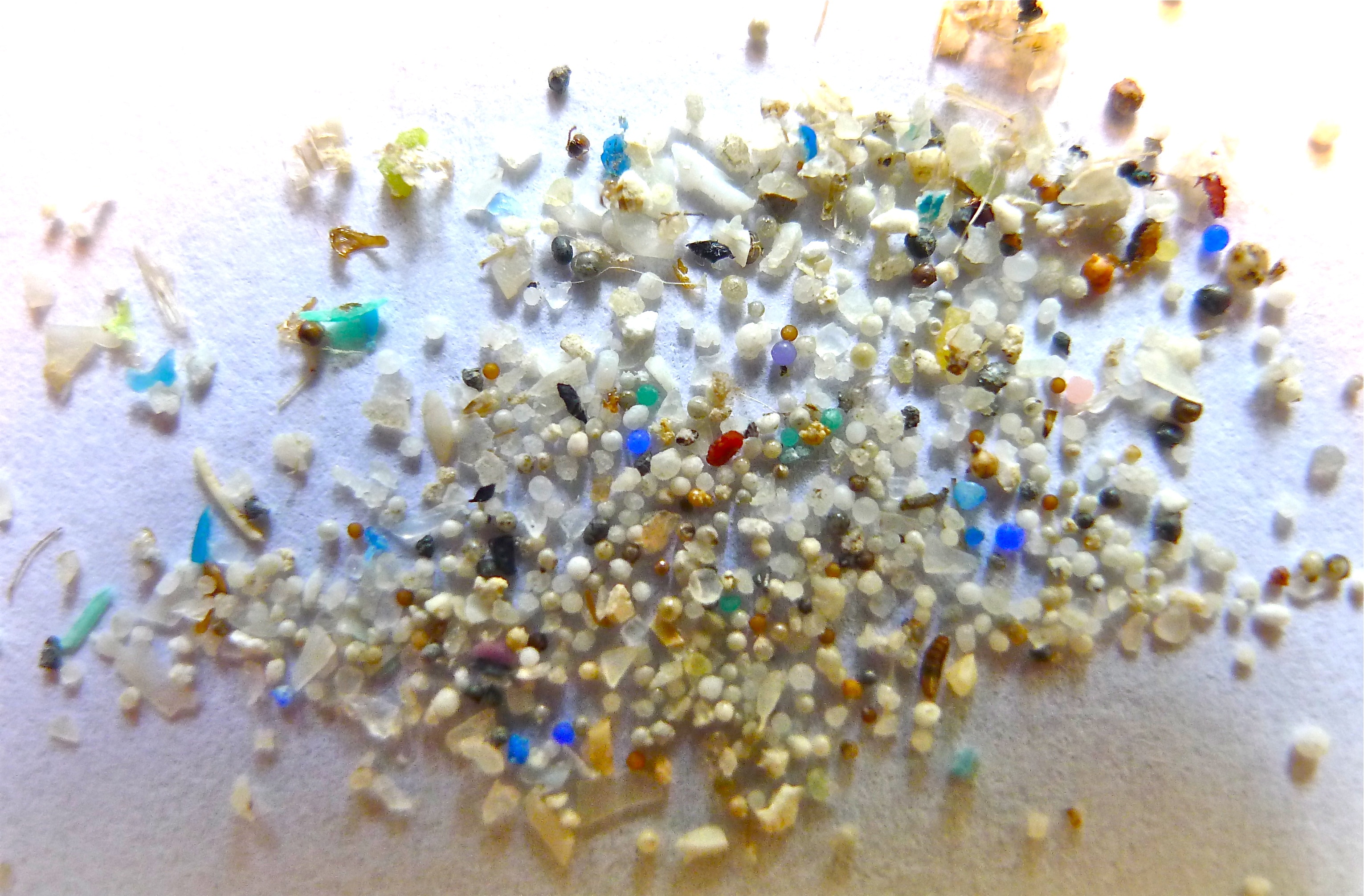 Microplastics in muizenhersenen veroorzaken trombose