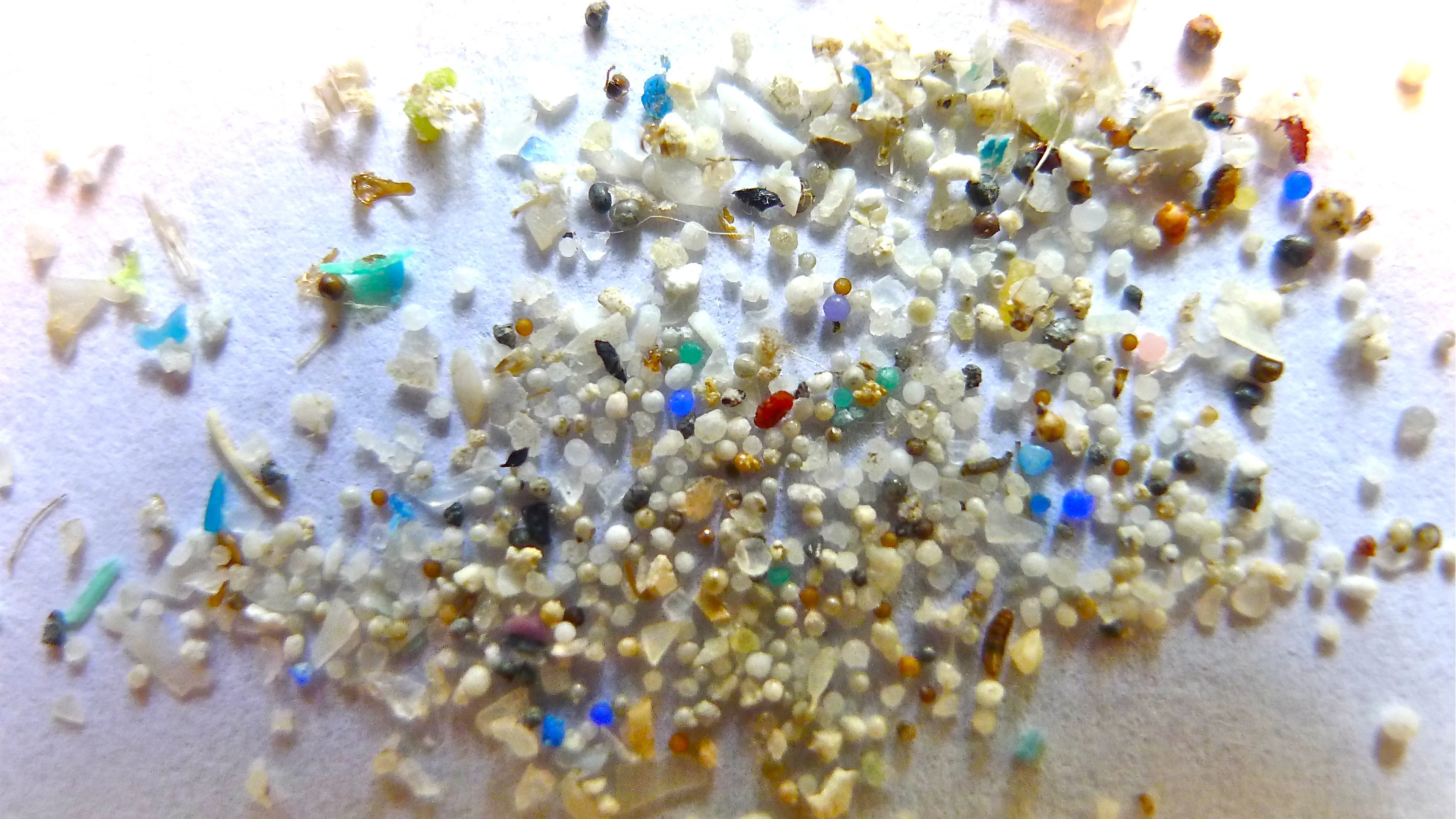 Microplastics in muizenhersenen veroorzaken trombose