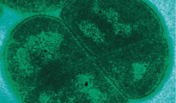 Dit is de Superman van de bacteriën