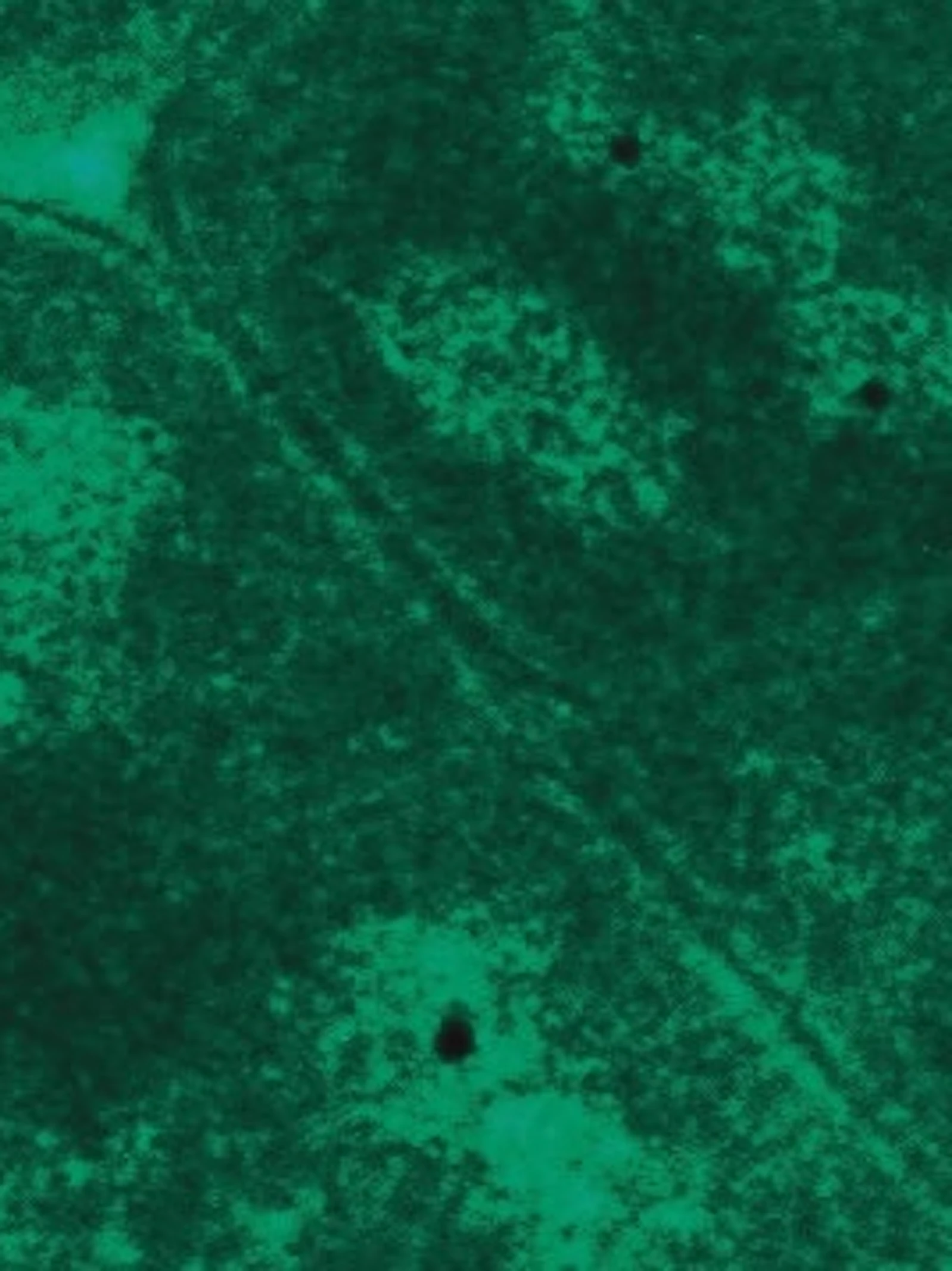 Dit is de Superman van de bacteriën