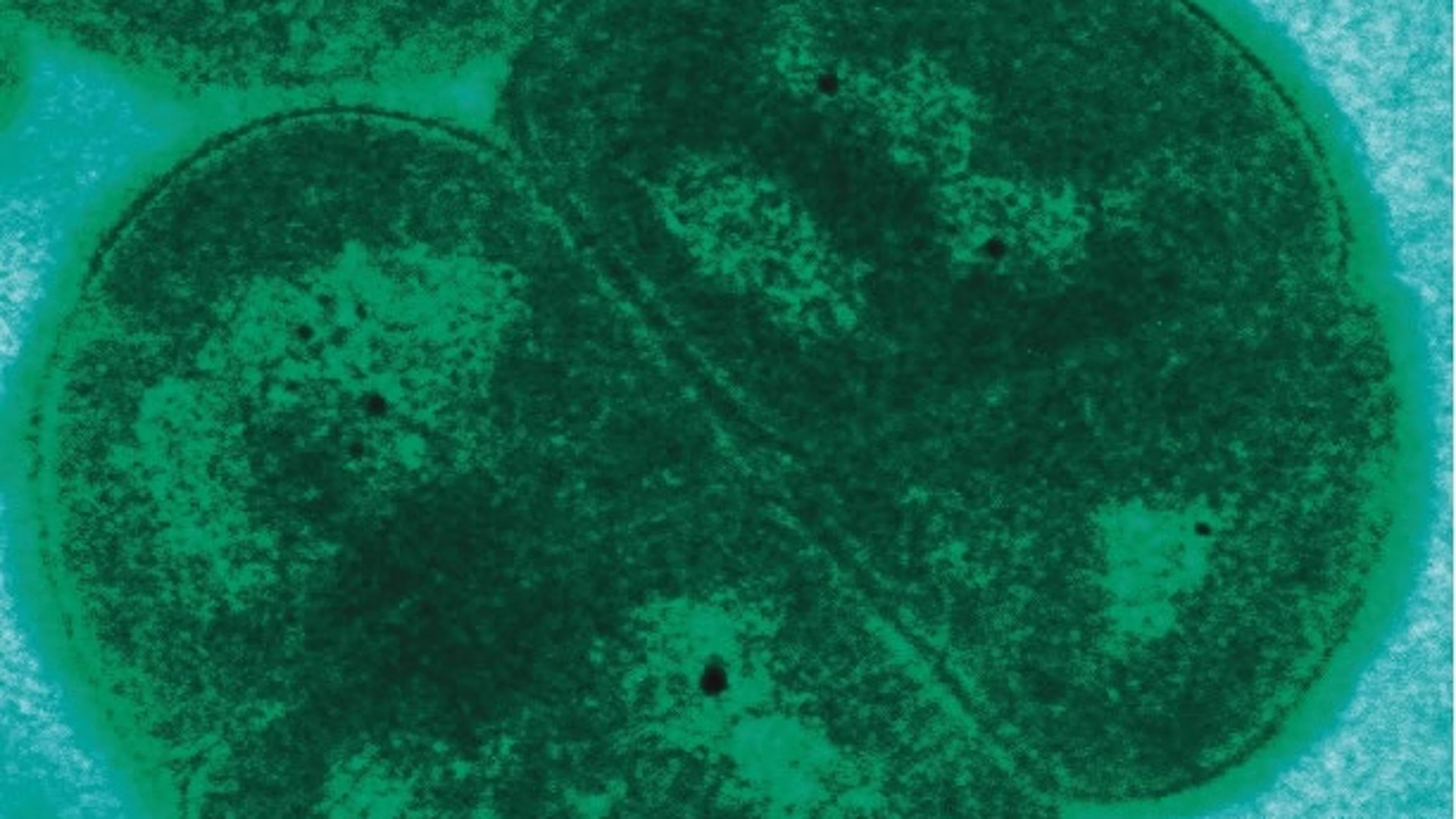 Dit is de Superman van de bacteriën