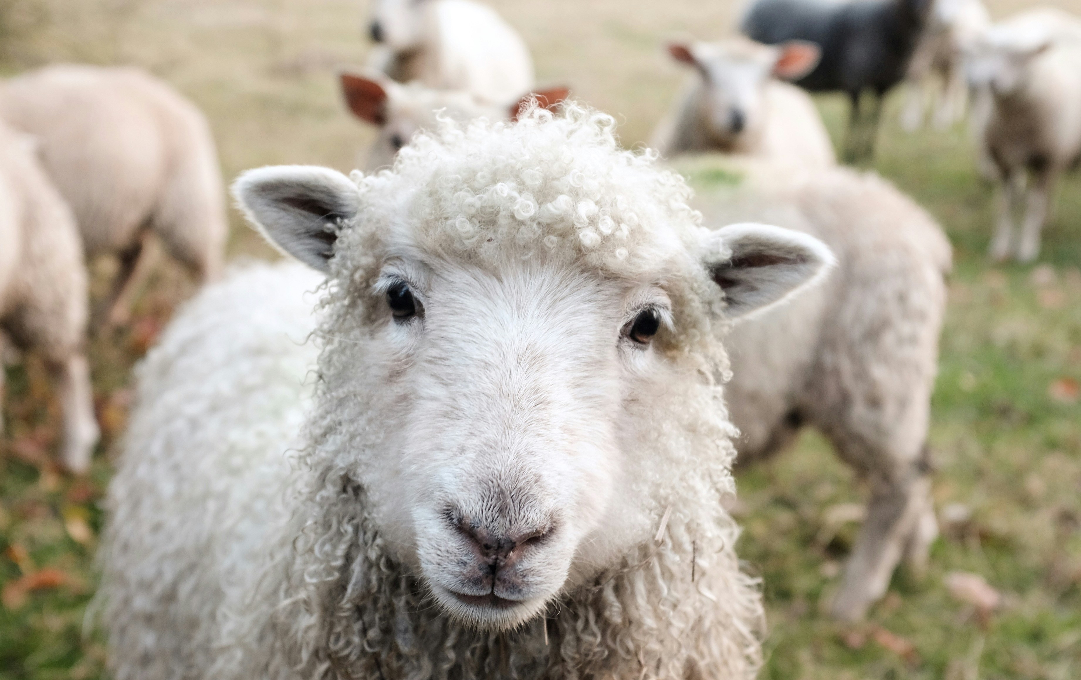 Waarom schapen wit zijn (en andere feitjes over de geschiedenis van het schaap)