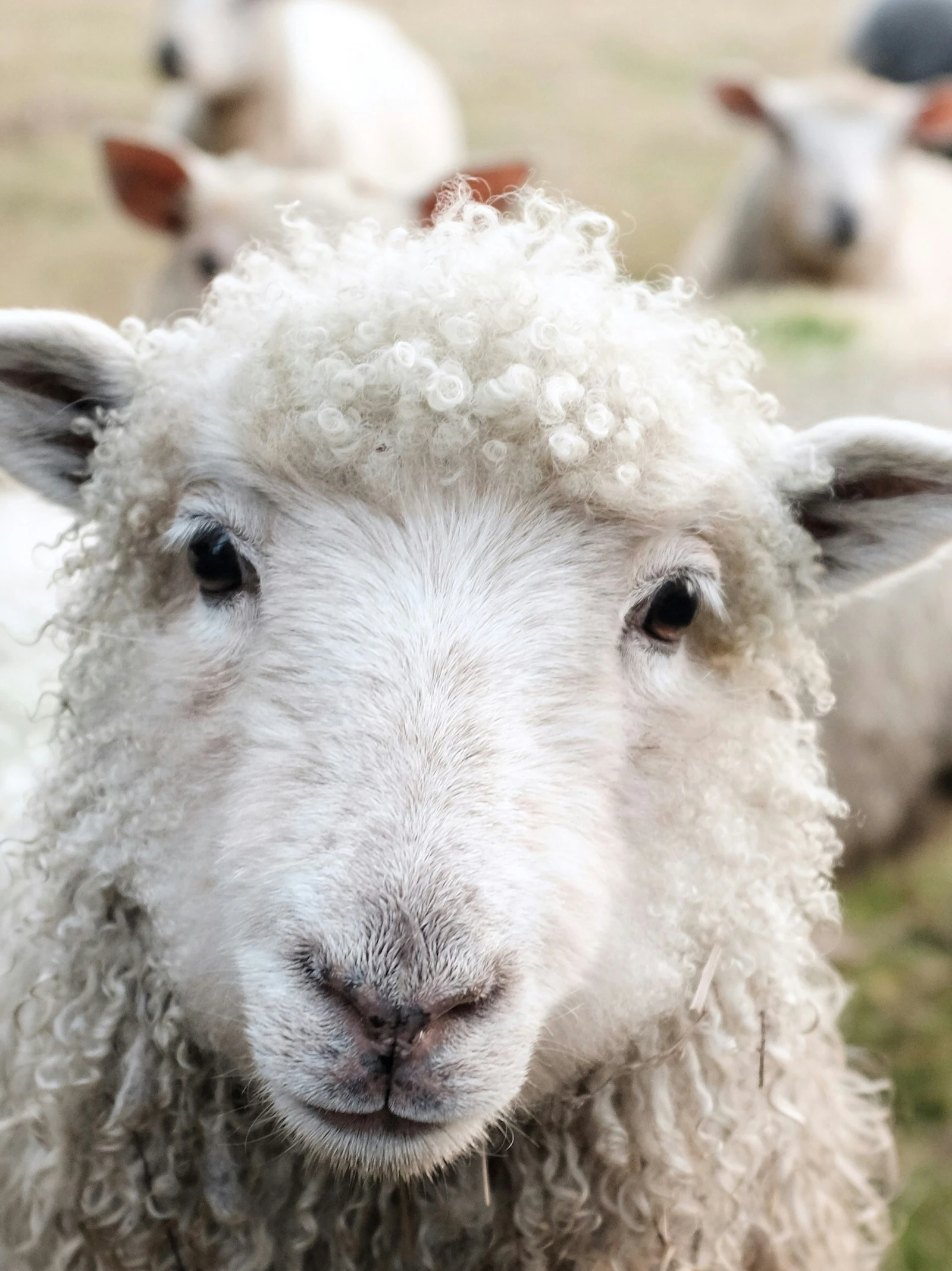 Waarom schapen wit zijn (en andere feitjes over de geschiedenis van het schaap)
