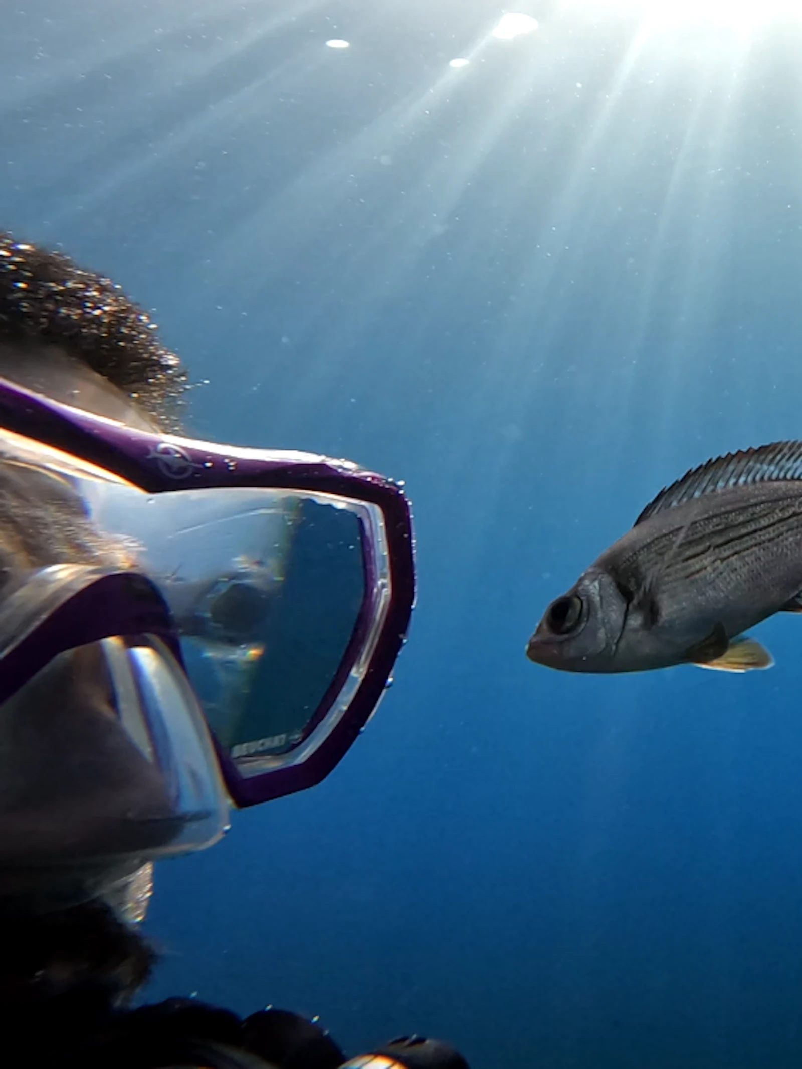Wilde vissen kunnen menselijke duikers herkennen